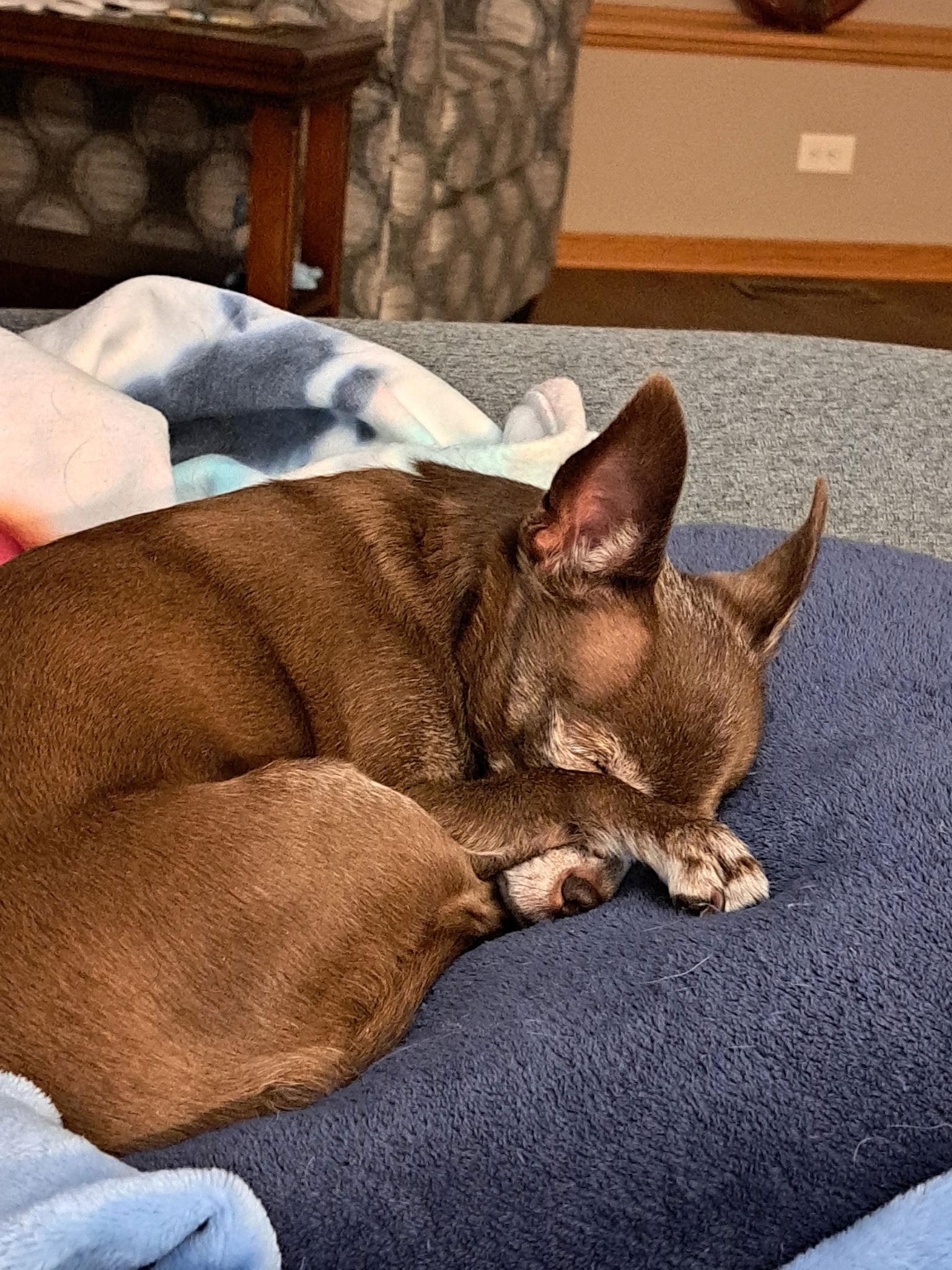 Opal, Adoptable, Senior Male Chihuahua.