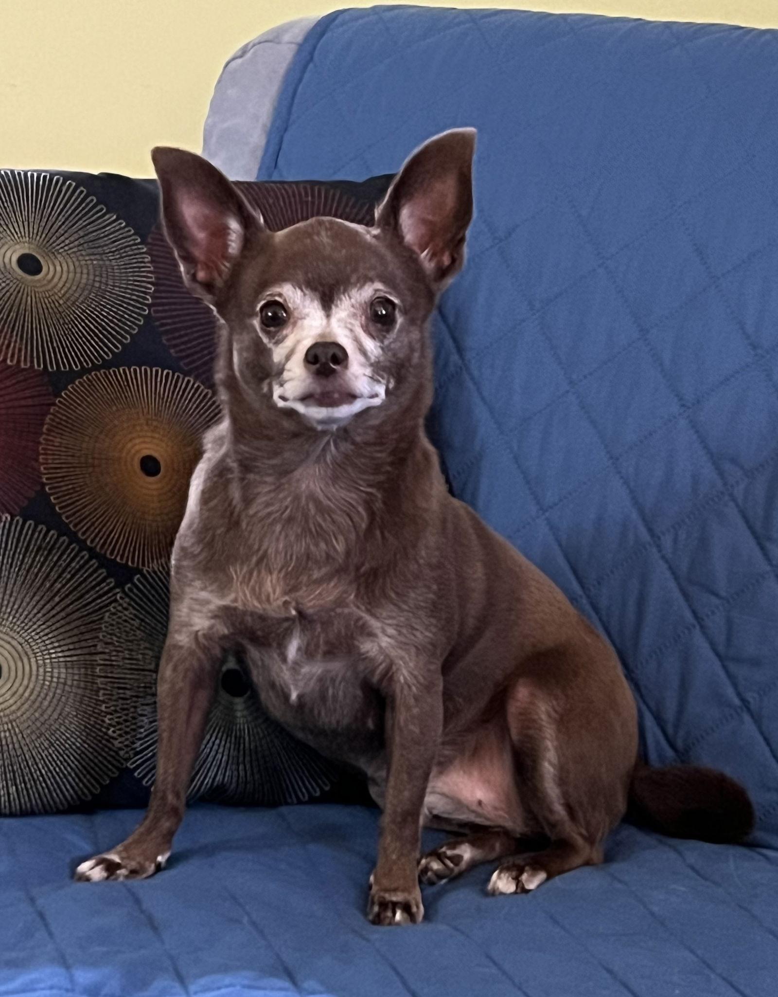 Enlarge Opal, a Adoptable Chihuahua in Lincoln, NE image 2/3