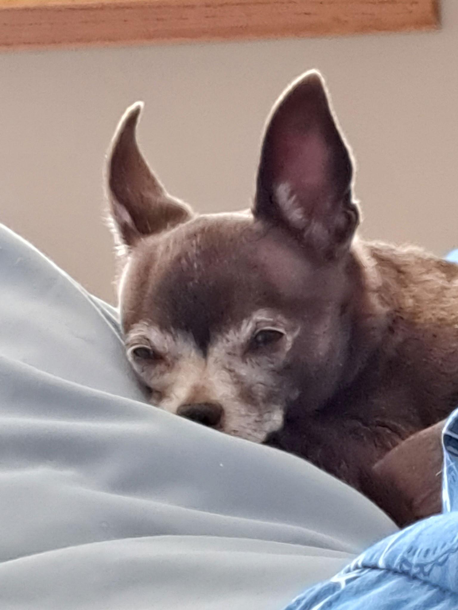 Enlarge Opal, a Adoptable Chihuahua in Lincoln, NE image 3/3