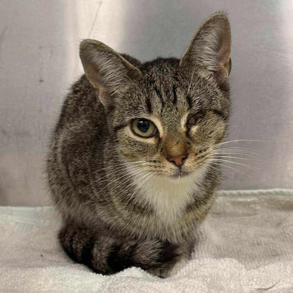 Enlarge Uno, a Adoptable Domestic Short Hair in Martinsville, VA image 1/2