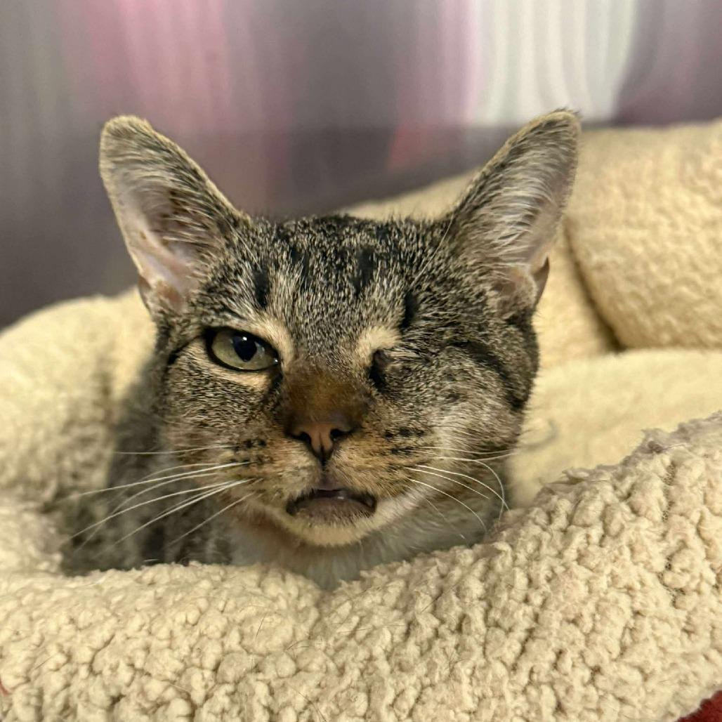 Enlarge Uno, a Adoptable Domestic Short Hair in Martinsville, VA image 2/2