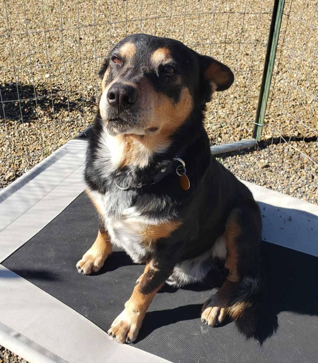 Rex, ADOPTABLE, Adult Male Rottweiler.