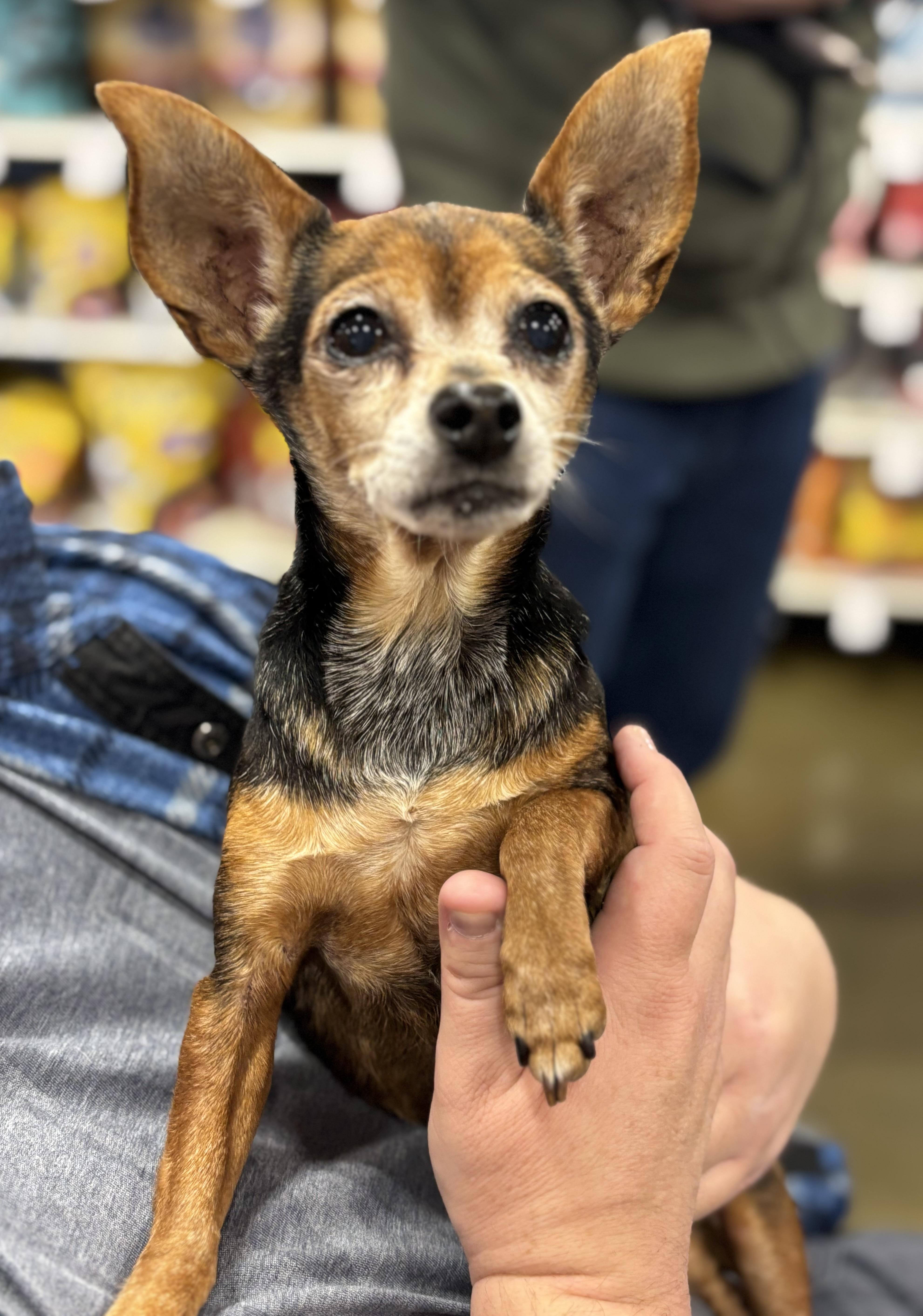 Enlarge Chomp, a ADOPTABLE Chihuahua in Hurricane, UT image 3/3