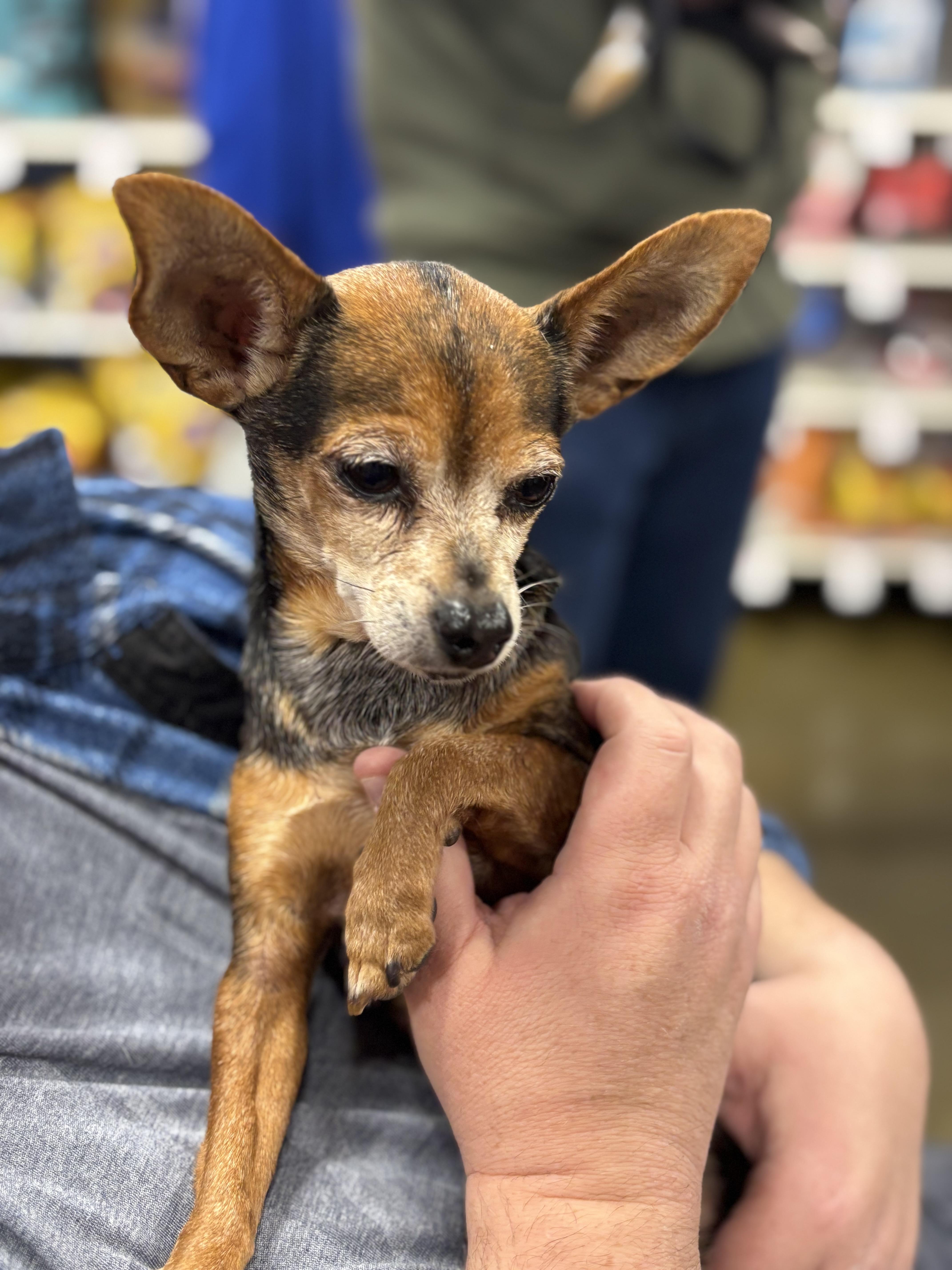 Enlarge Chomp, a ADOPTABLE Chihuahua in Hurricane, UT image 1/3