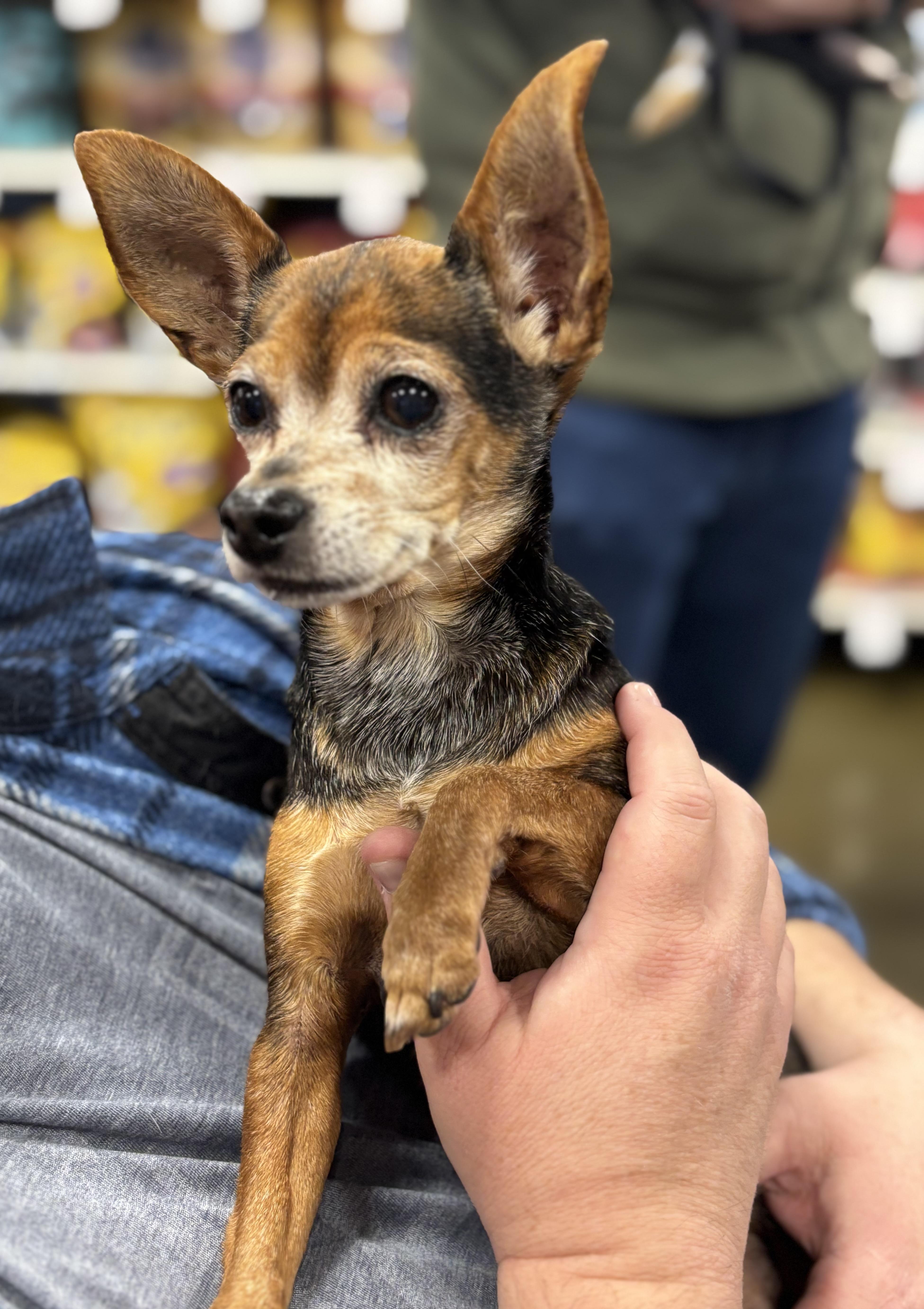 Enlarge Chomp, a ADOPTABLE Chihuahua in Hurricane, UT image 2/3