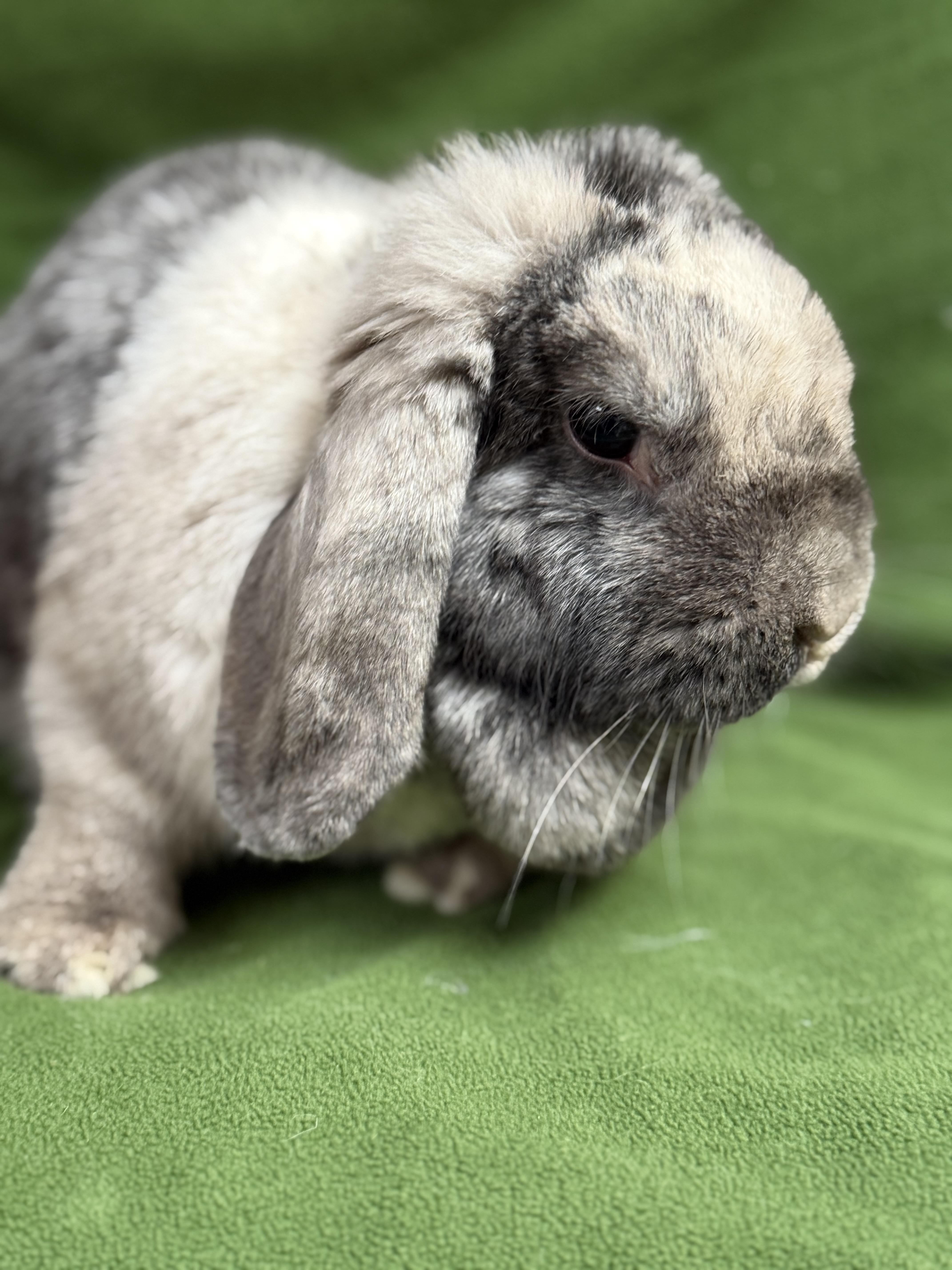 Freida, adoptable, Adult Female Mini Lop & Harlequin.