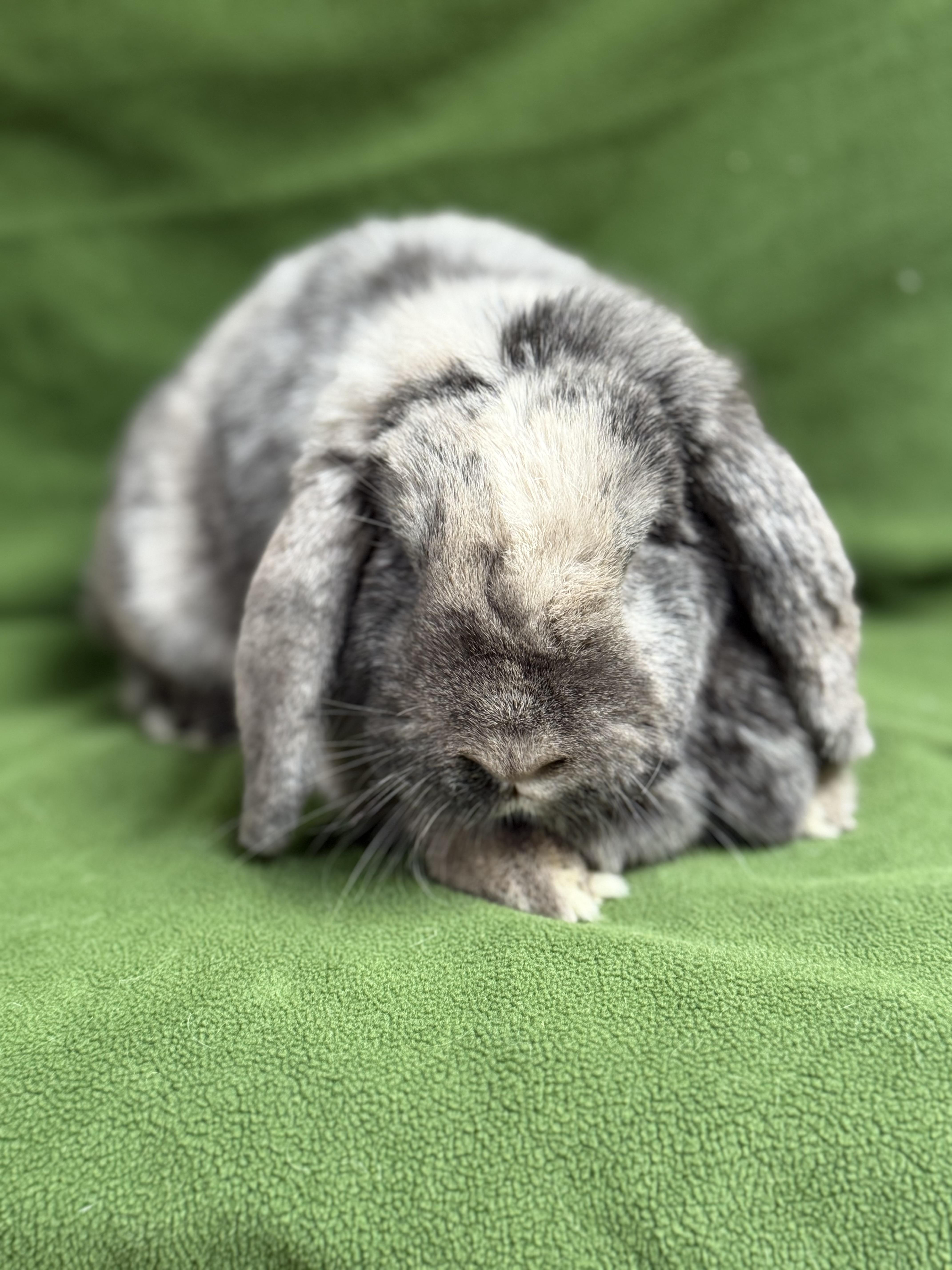 Freida, an adoptable mixed breed in Edinburg, PA image 5/5