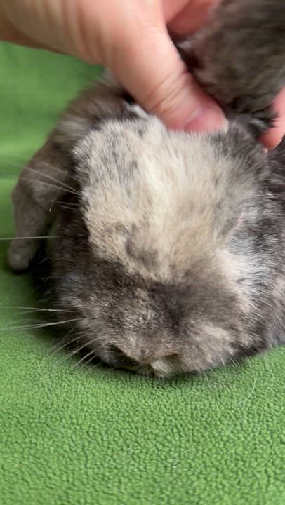 Enlarge Freida, an adoptable mixed breed in Edinburg, PA video 3/5