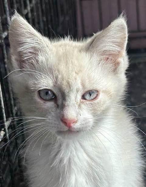 PIERRE