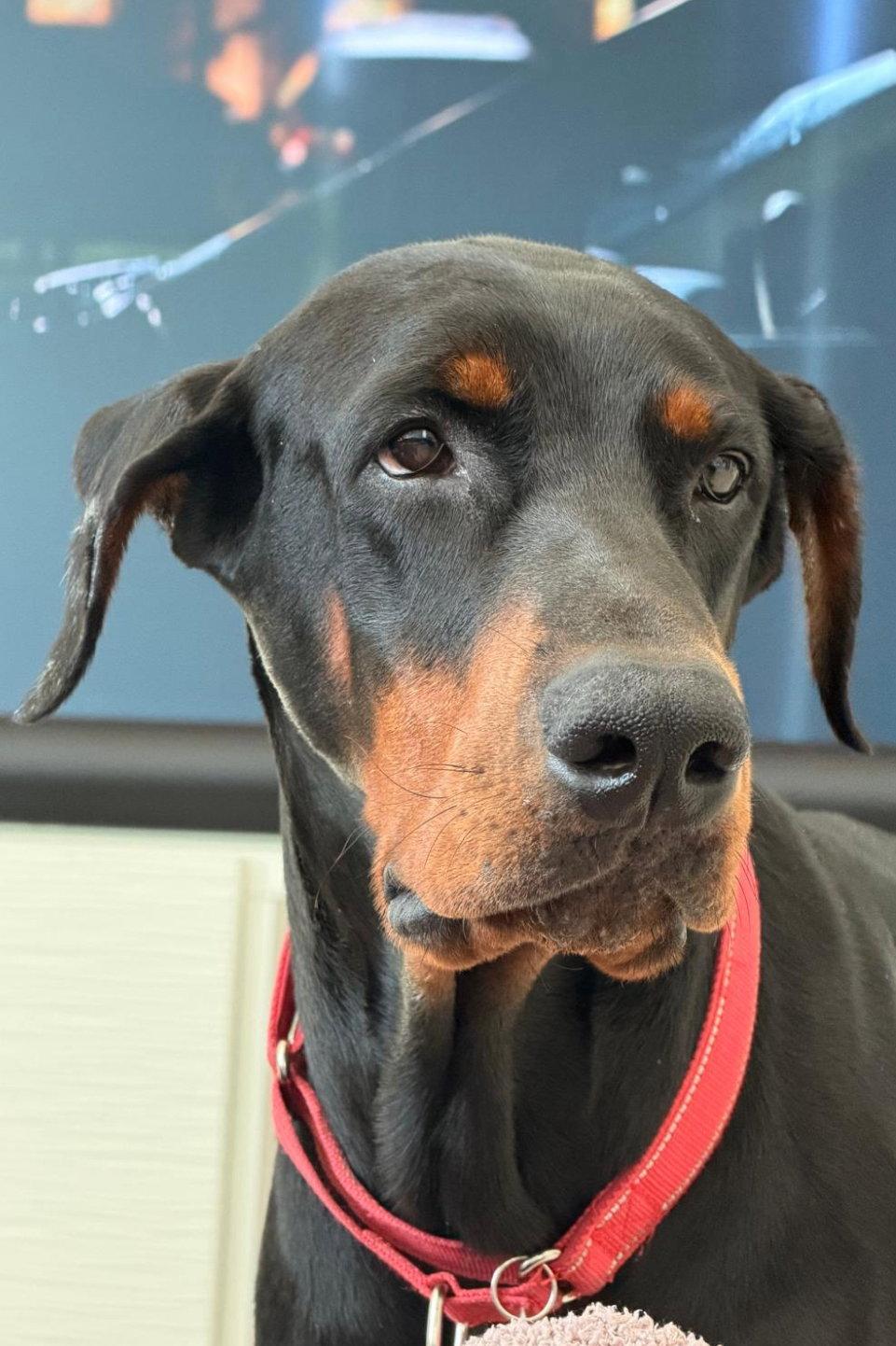 Titan 3546, Adoptable, Adult Male Doberman Pinscher.