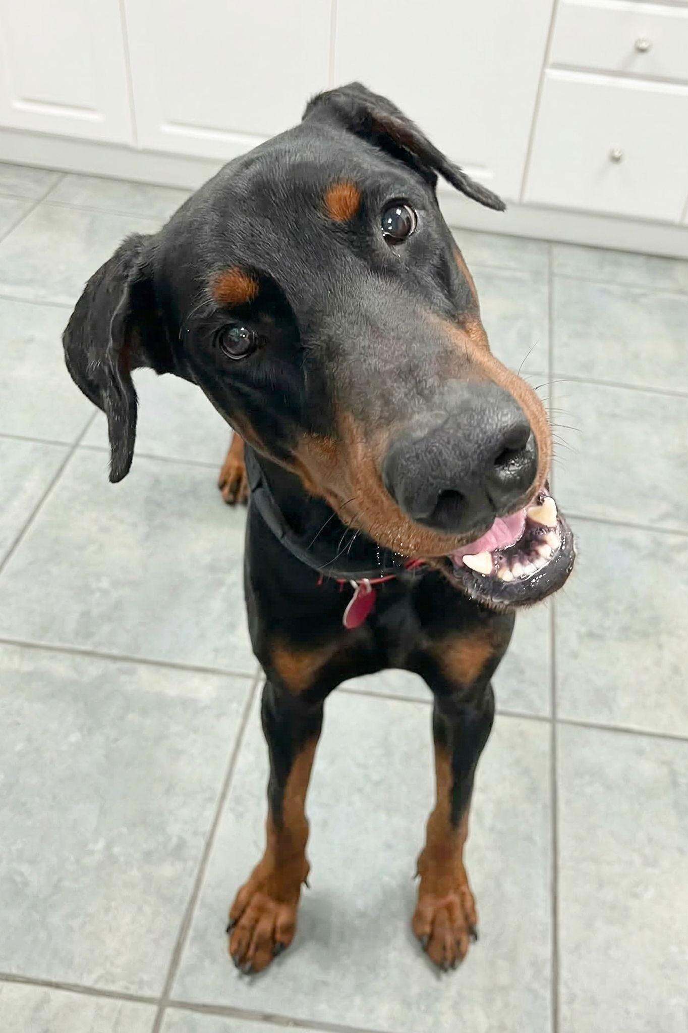 Enlarge Titan 3546, a Adoptable Doberman Pinscher in Oakland Park, FL image 1/3