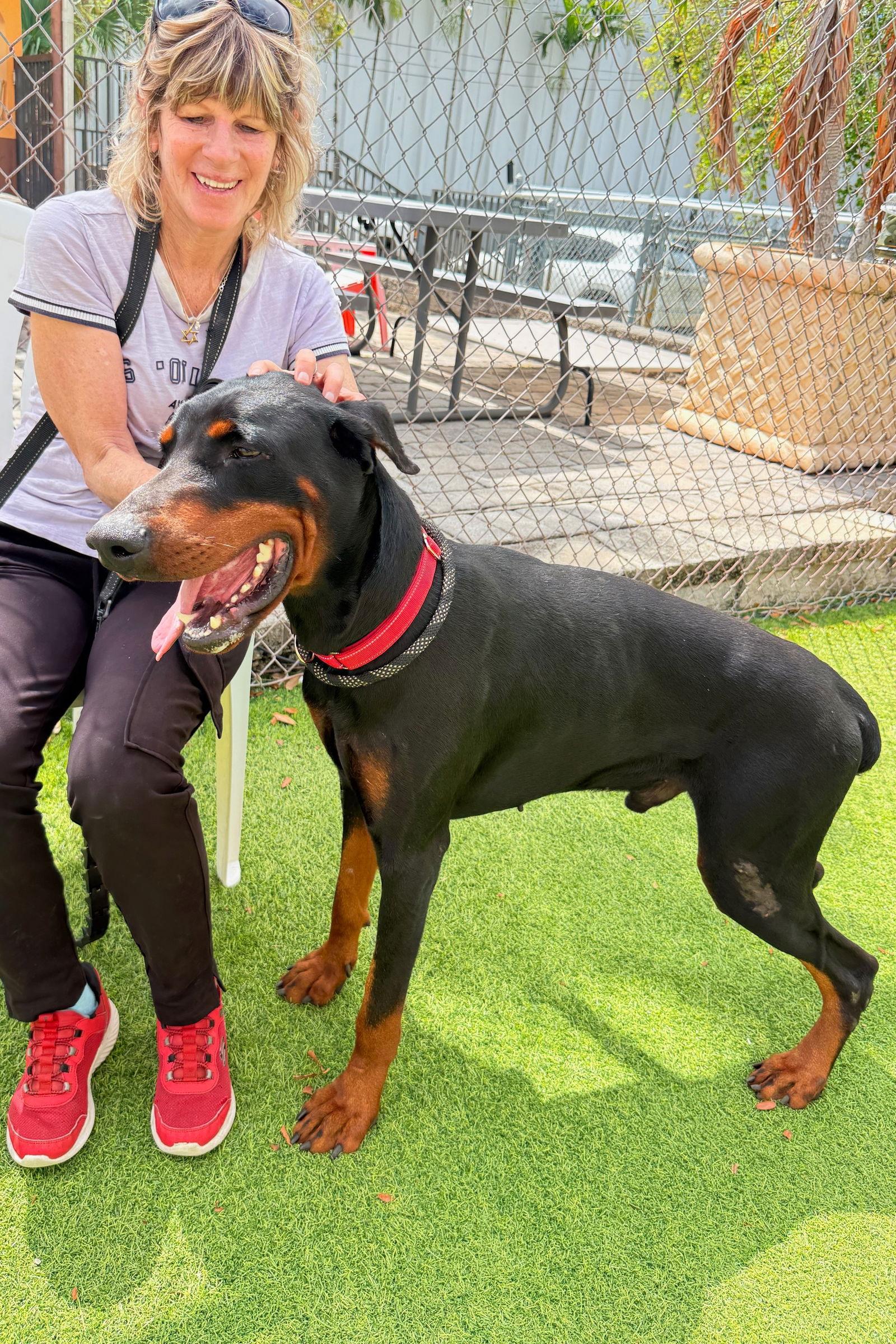 Enlarge Titan 3546, a Adoptable Doberman Pinscher in Oakland Park, FL image 2/3