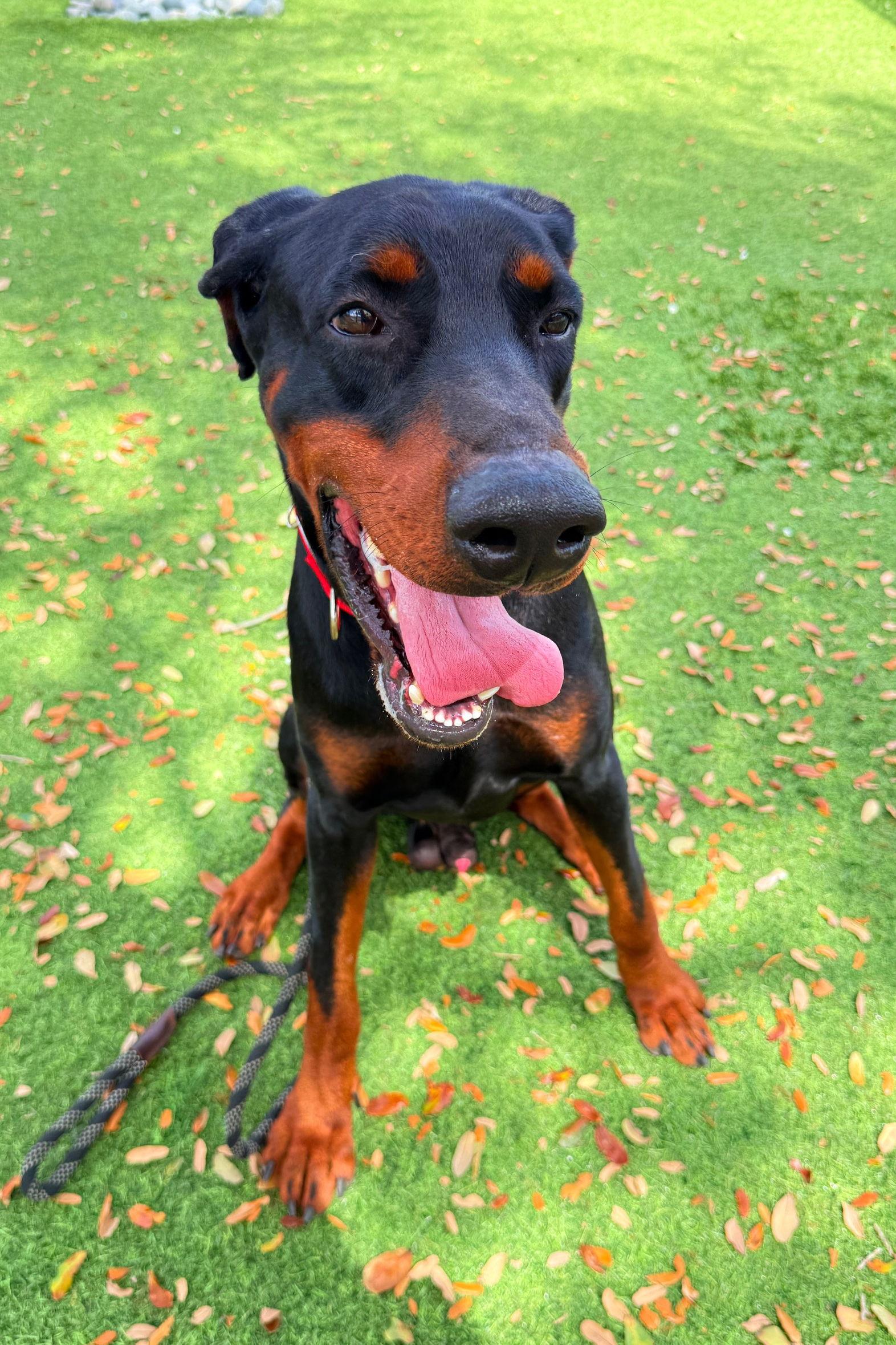 Enlarge Titan 3546, a Adoptable Doberman Pinscher in Oakland Park, FL image 3/3