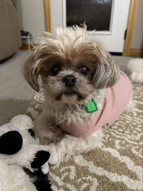 Enlarge Tabitha, a Adoptable mixed breed in Mukwonago, WI image 1/3