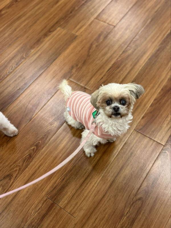 Enlarge Tabitha, a Adoptable mixed breed in Mukwonago, WI image 3/3