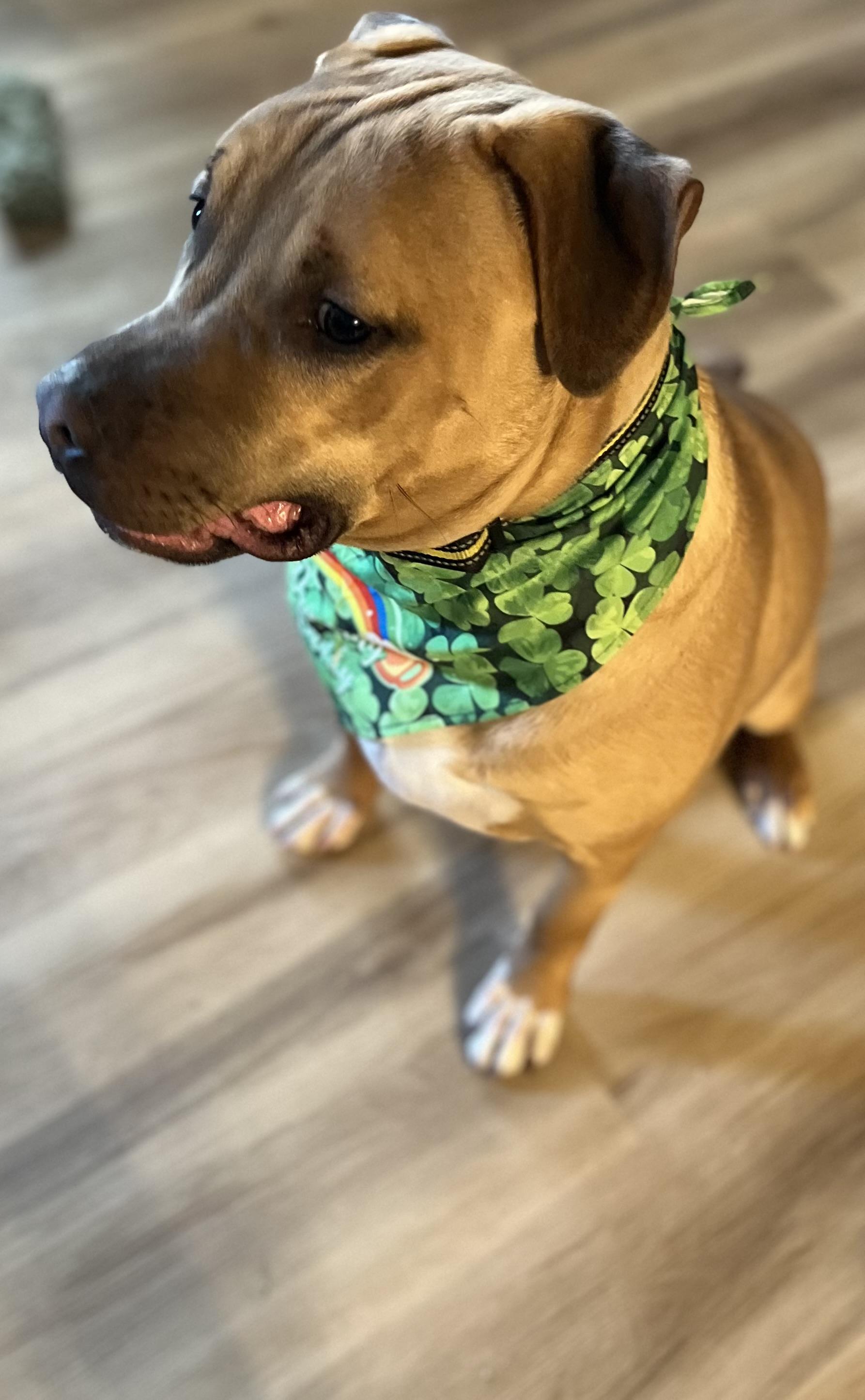 Pepsi, a Adoptable Mixed Breed in Whiting, IN image 2/6