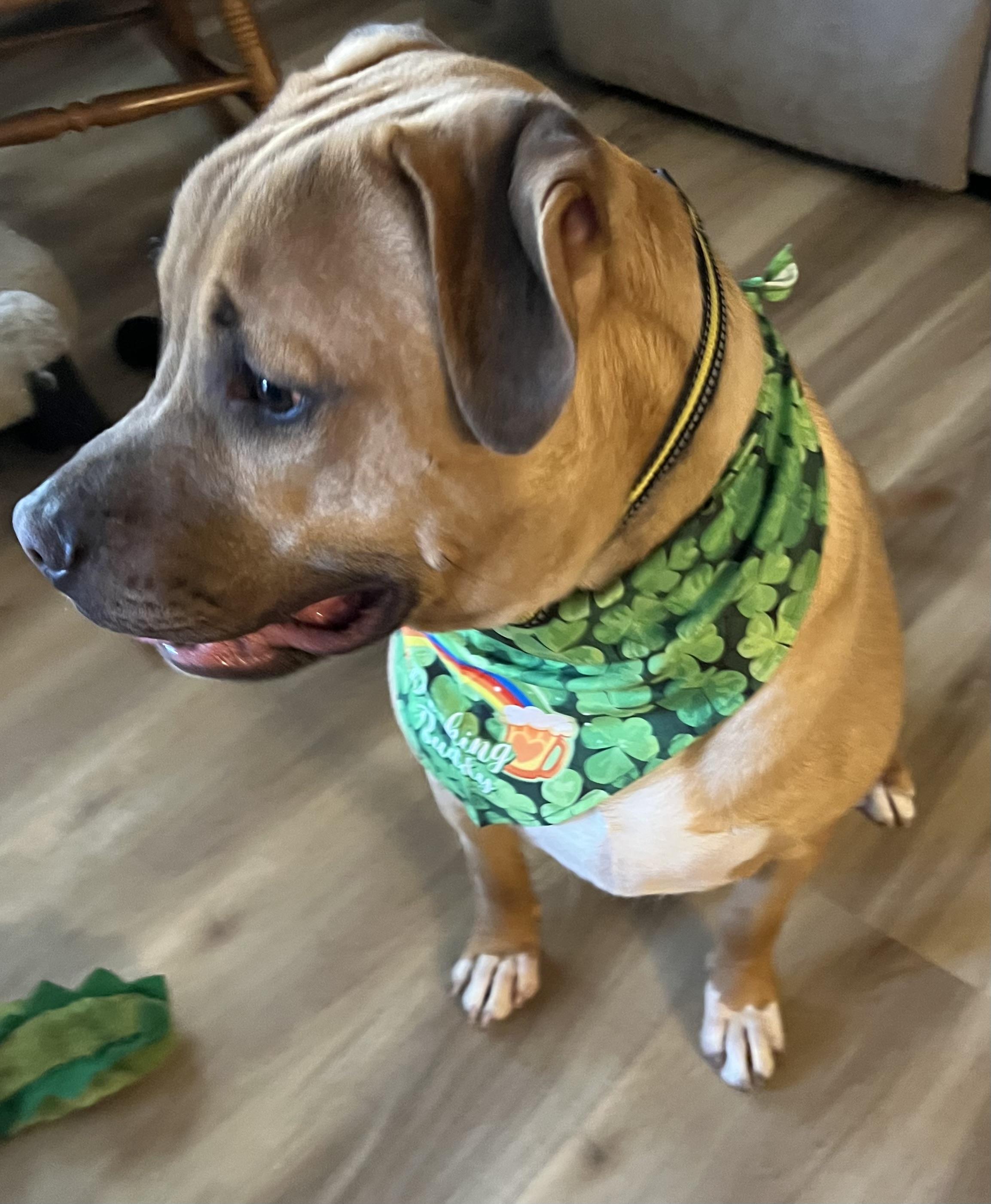 Pepsi, a Adoptable Mixed Breed in Whiting, IN image 4/6