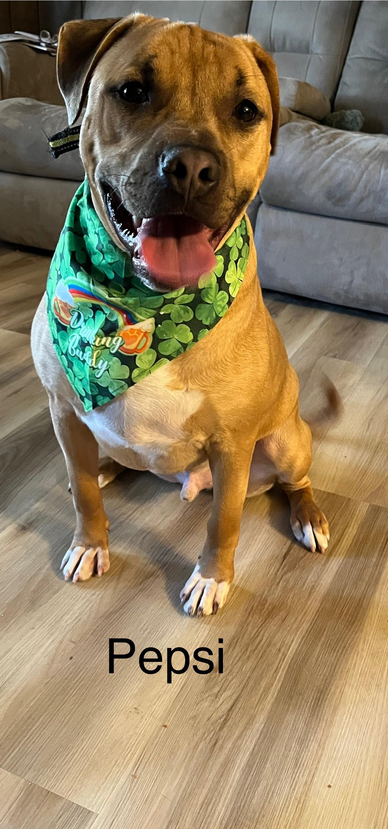 Pepsi, a Adoptable Mixed Breed in Whiting, IN image 1/6