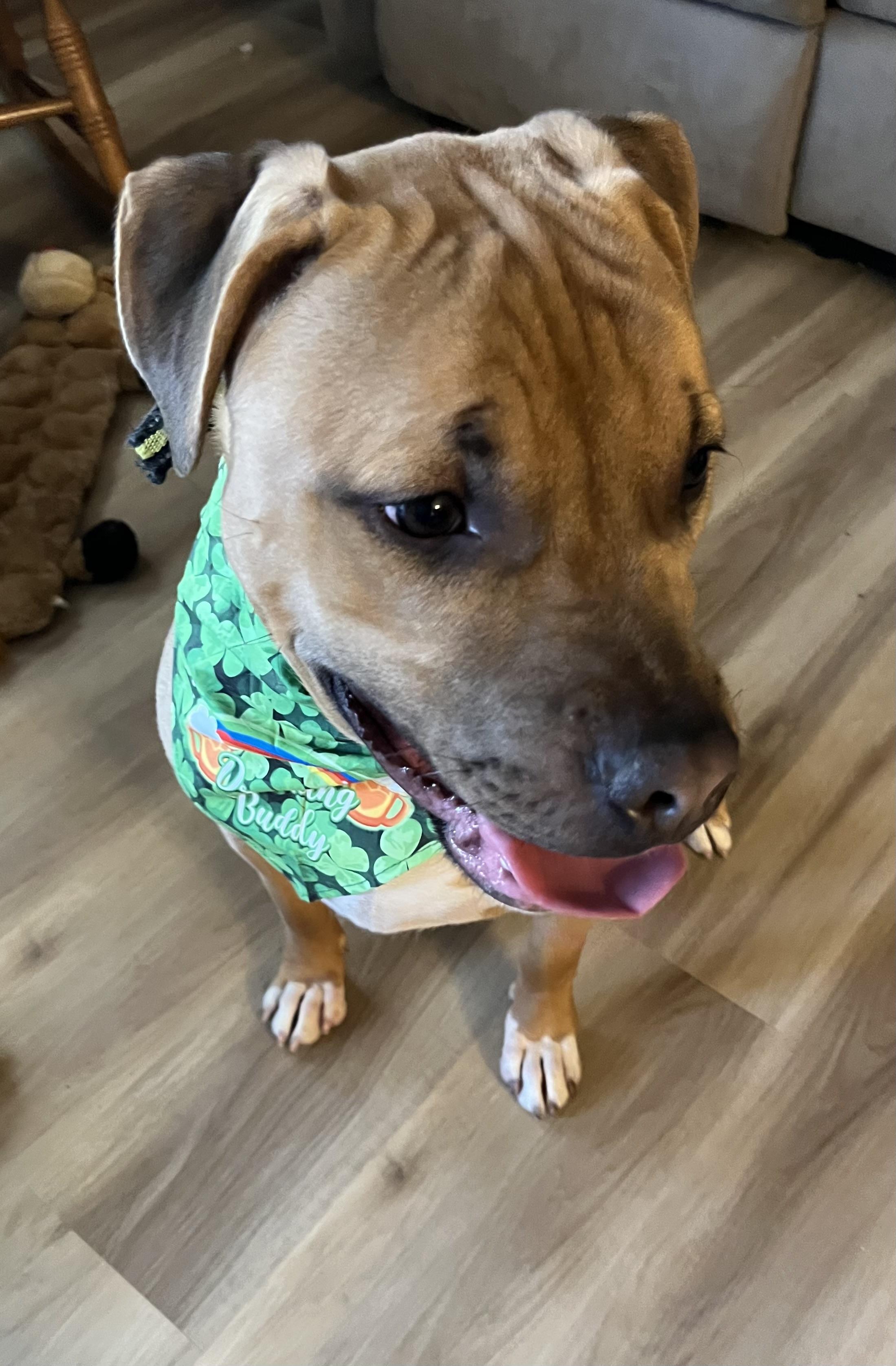 Pepsi, a Adoptable Mixed Breed in Whiting, IN image 6/6