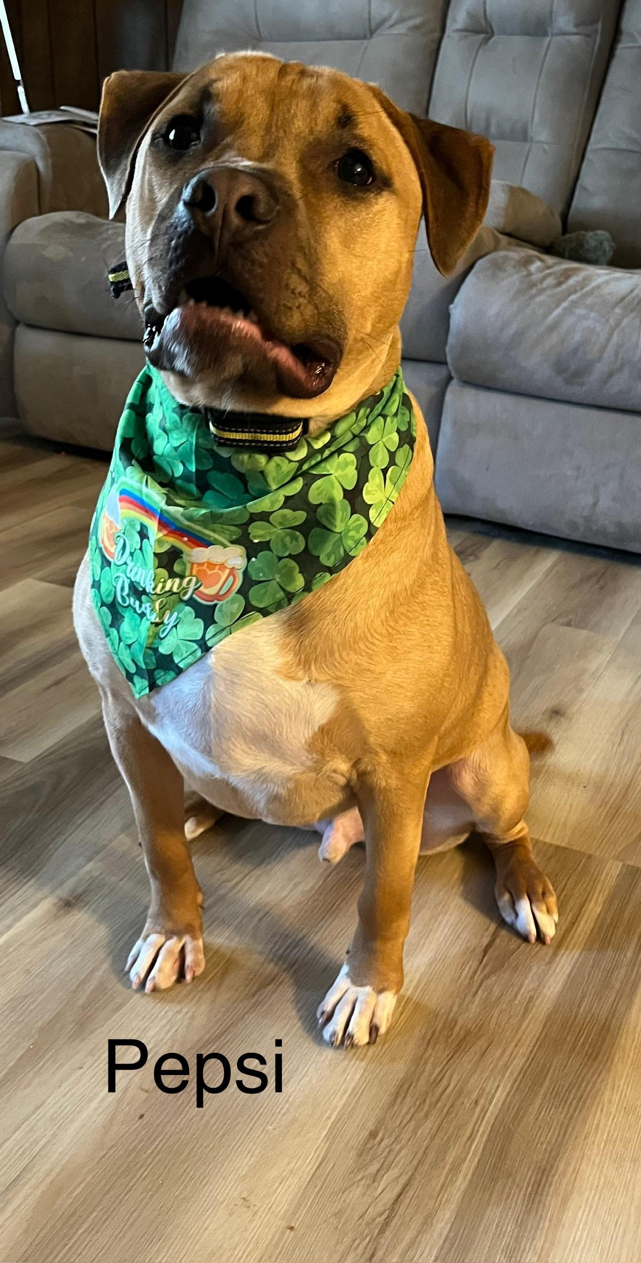 Pepsi, a Adoptable Mixed Breed in Whiting, IN image 3/6