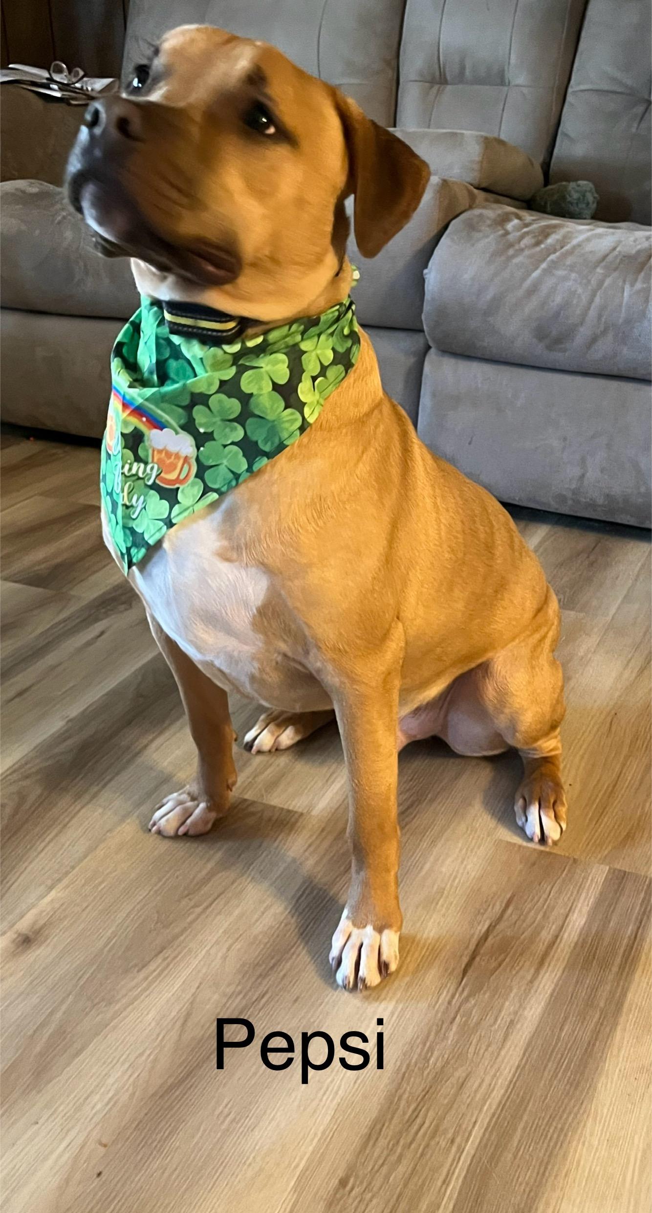 Pepsi, a Adoptable Mixed Breed in Whiting, IN image 5/6