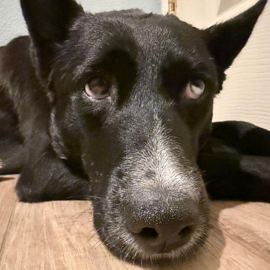 Luna, Adoptable, Young Female Husky & Shepherd.