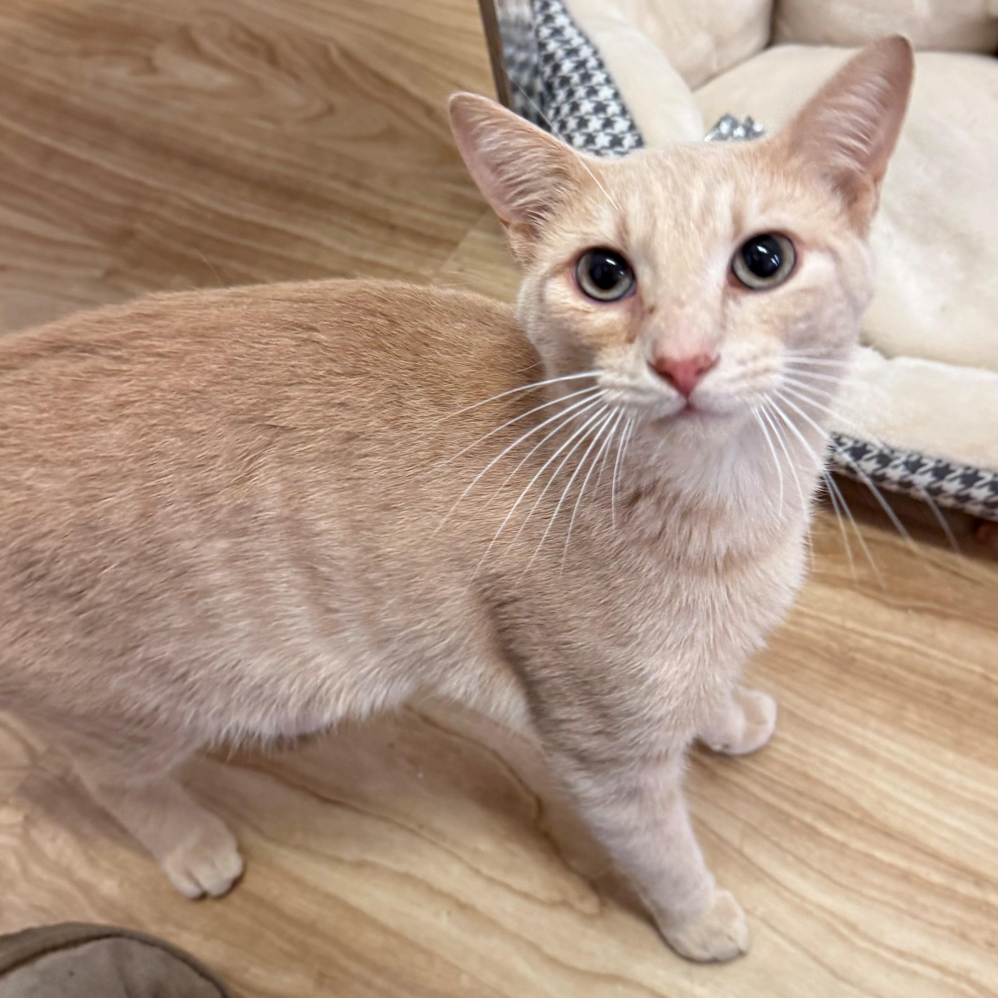 Enlarge Calvin, a ADOPTABLE Domestic Short Hair in St. Augustine, FL image 1/1