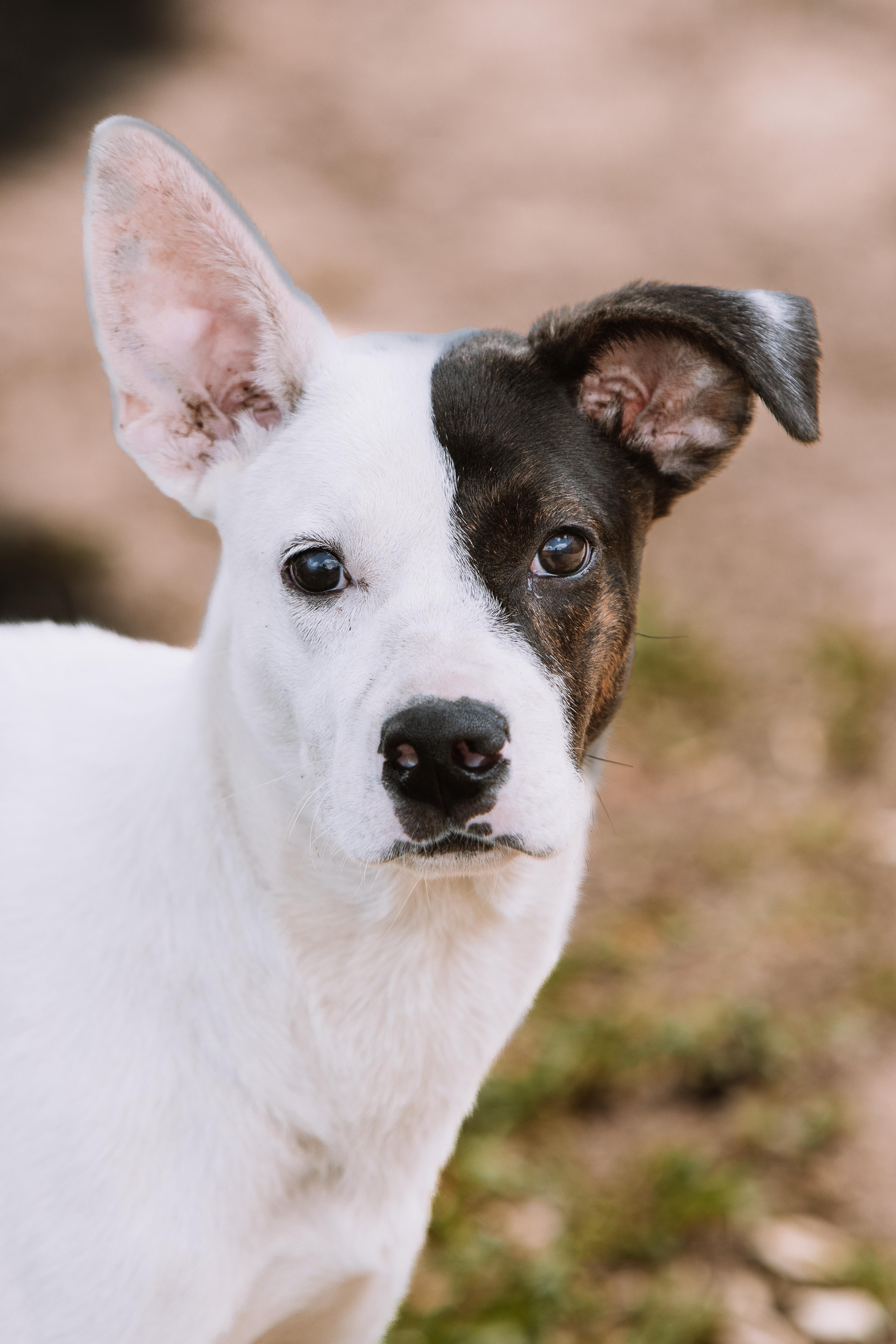 Nua, Young Female Hound