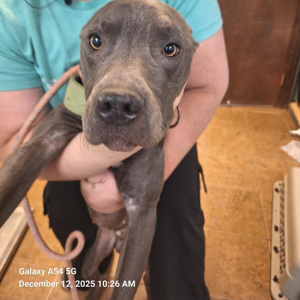 Bodhi, Adoptable, Young Male Pit Bull Terrier.