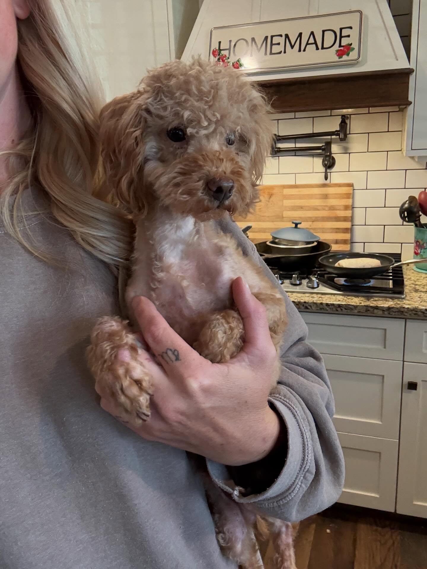 Teddy, adopted, Adult Male Miniature Poodle.
