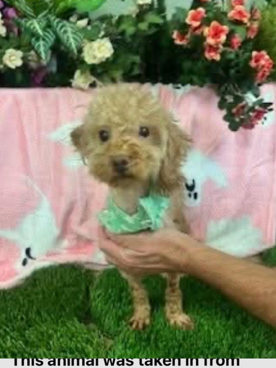 Teddy, an adopted Miniature Poodle in Visalia, CA image 2/3