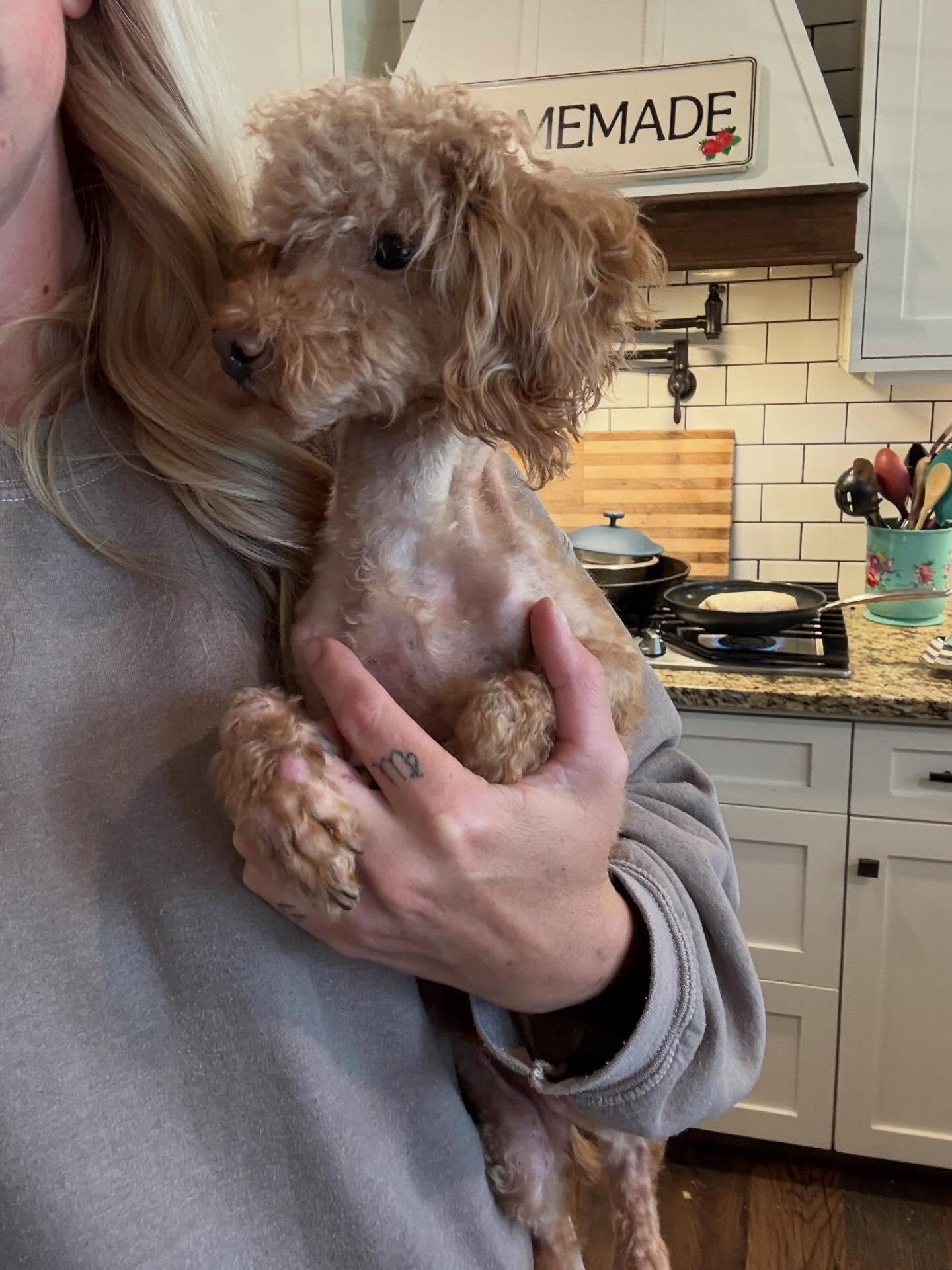 Teddy, an adopted Miniature Poodle in Visalia, CA image 3/3