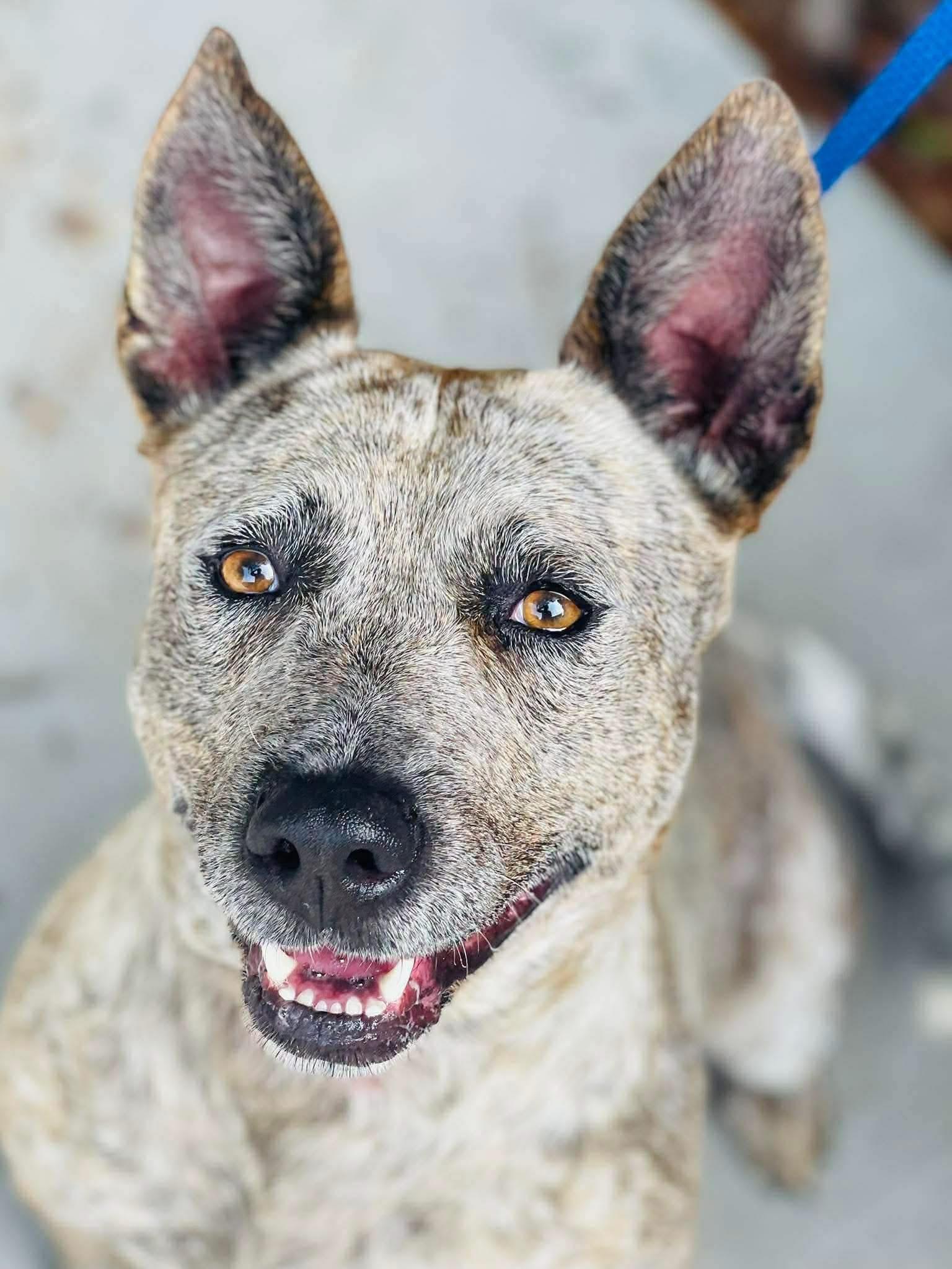 Chica, Adoptable, Young Female Mixed Breed.