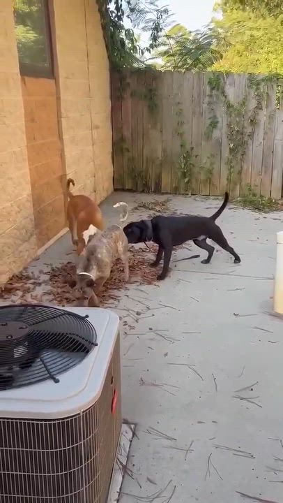 Enlarge Chica, a Adoptable mixed breed in Covington, GA video 2/2