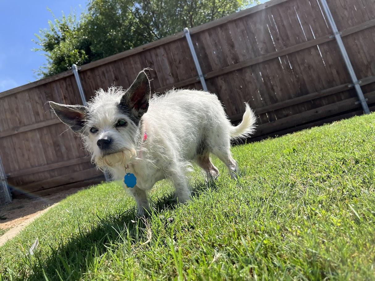 Enlarge Little Bit*A212109, a Adoptable mixed breed in Plano, TX image 2/5