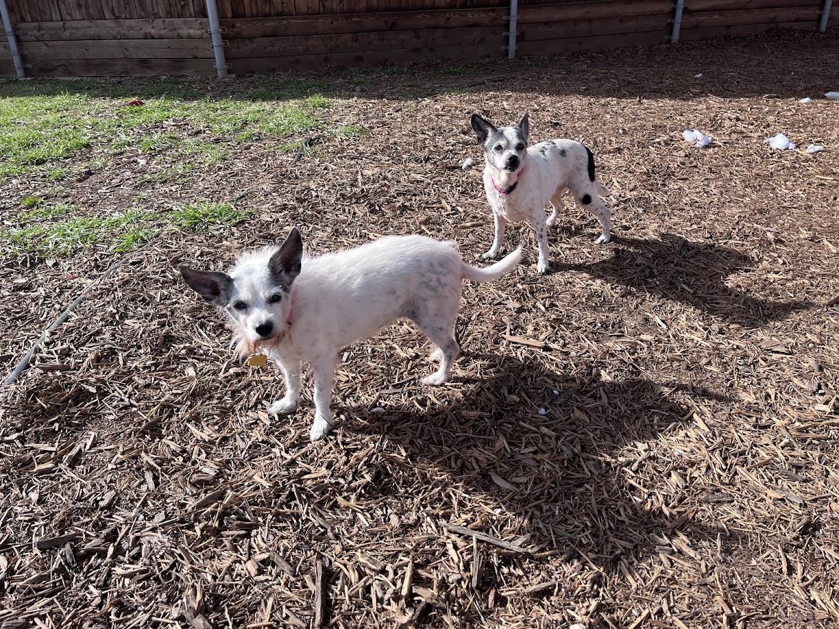 Enlarge Little Bit*A212109, a Adoptable mixed breed in Plano, TX image 5/6