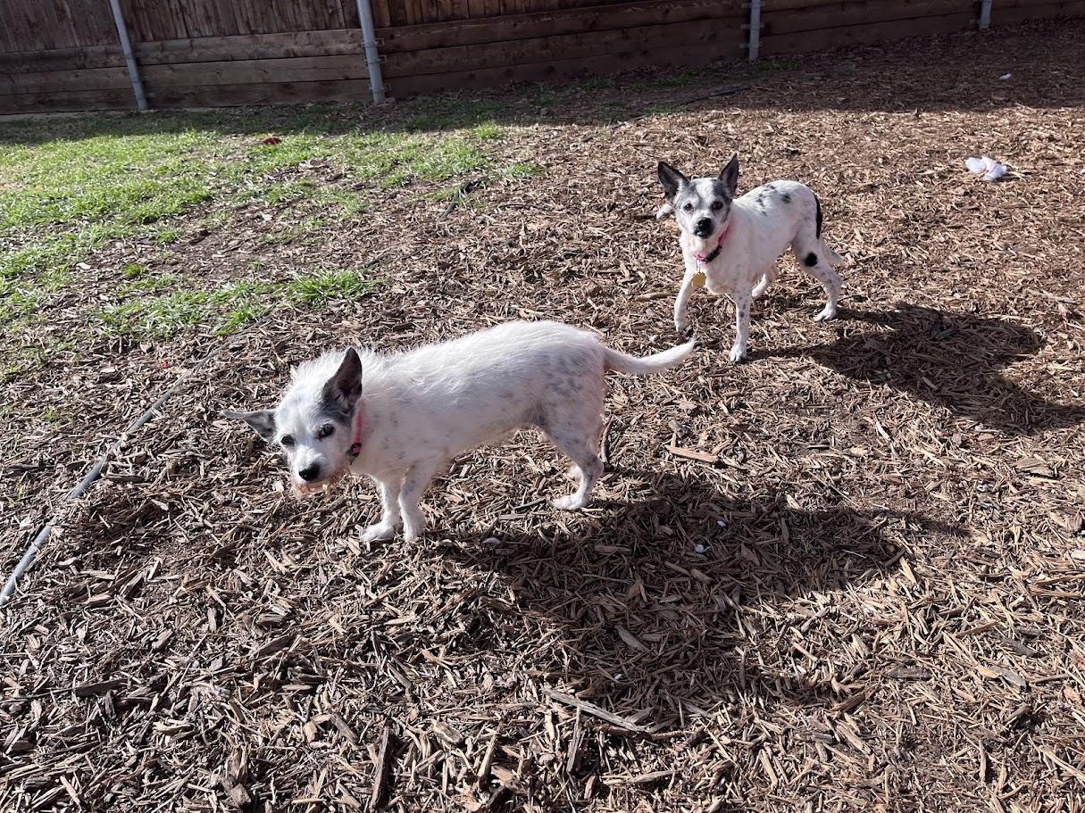 Enlarge Little Bit*A212109, a Adoptable mixed breed in Plano, TX image 6/6