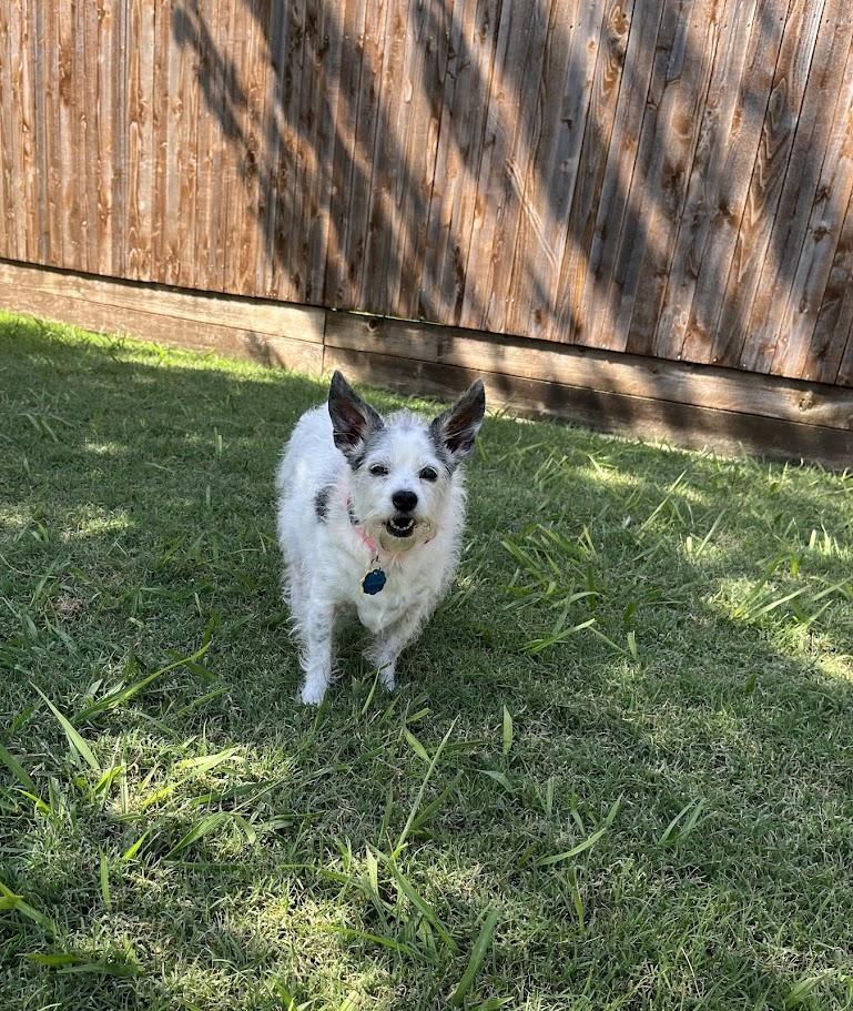 Enlarge Little Bit*A212109, a Adoptable mixed breed in Plano, TX image 3/5