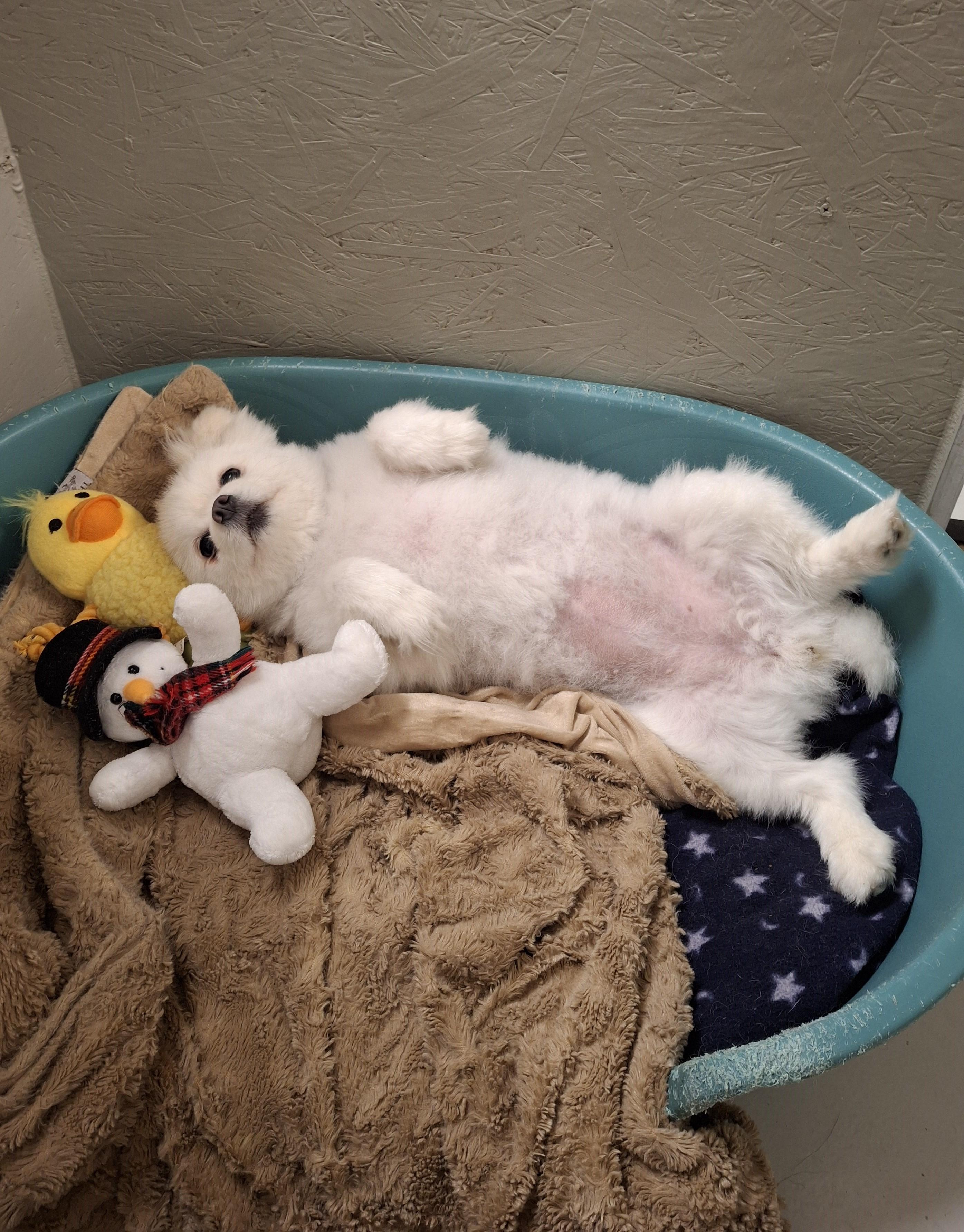 Gladys, an adopted mixed breed in Victoria, BC image 2/6