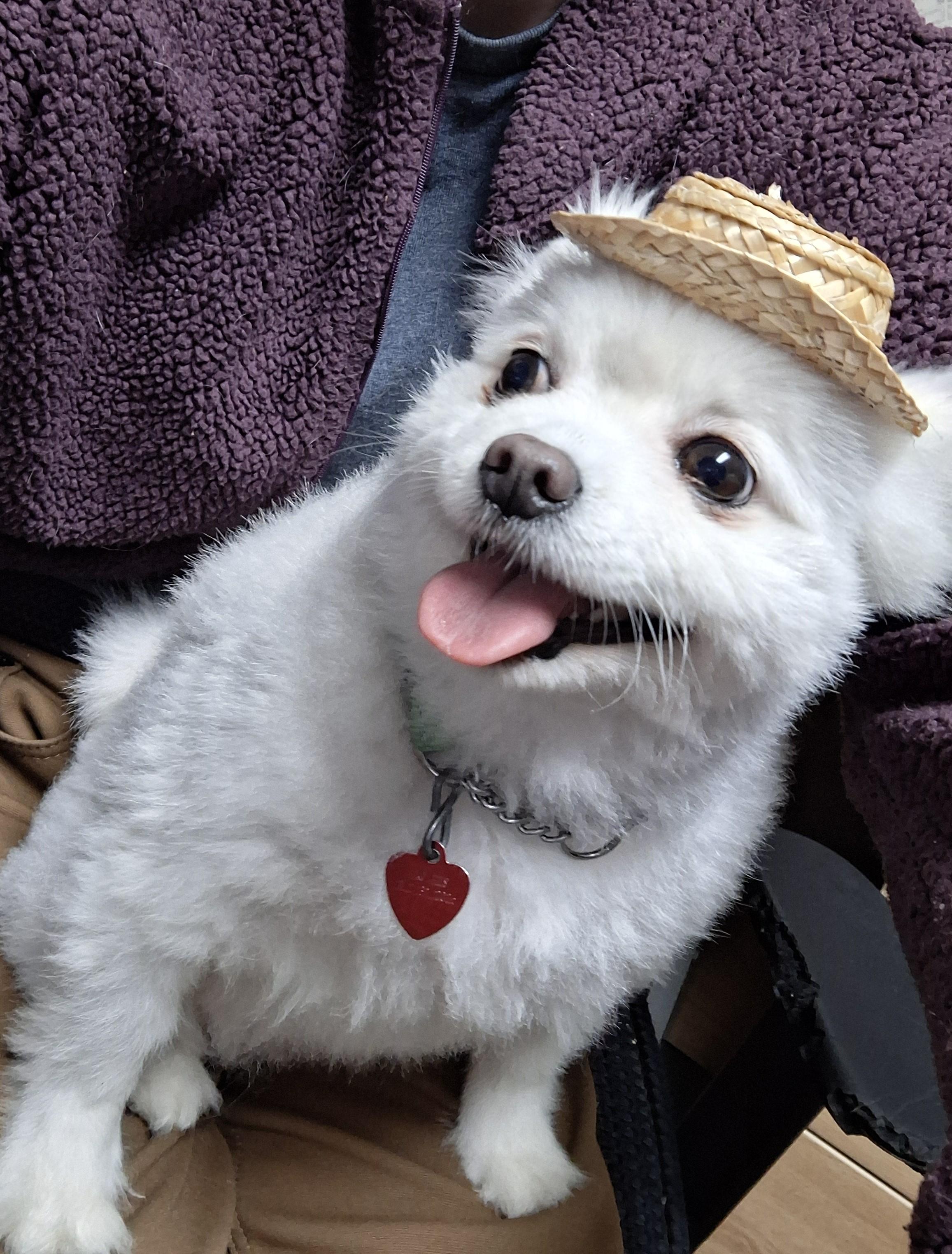 Gladys, an adopted mixed breed in Victoria, BC image 3/6