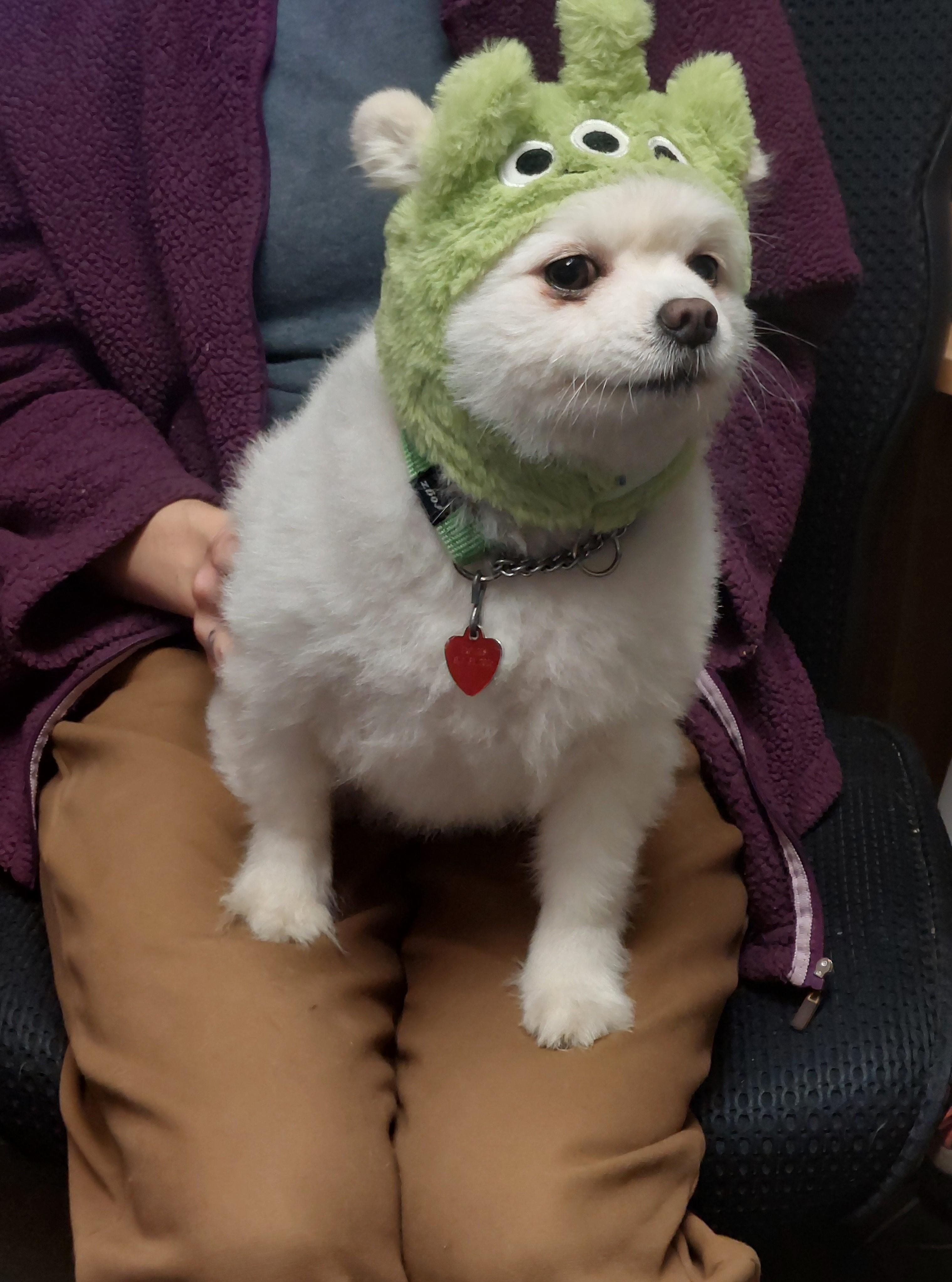 Gladys, an adopted mixed breed in Victoria, BC image 4/6