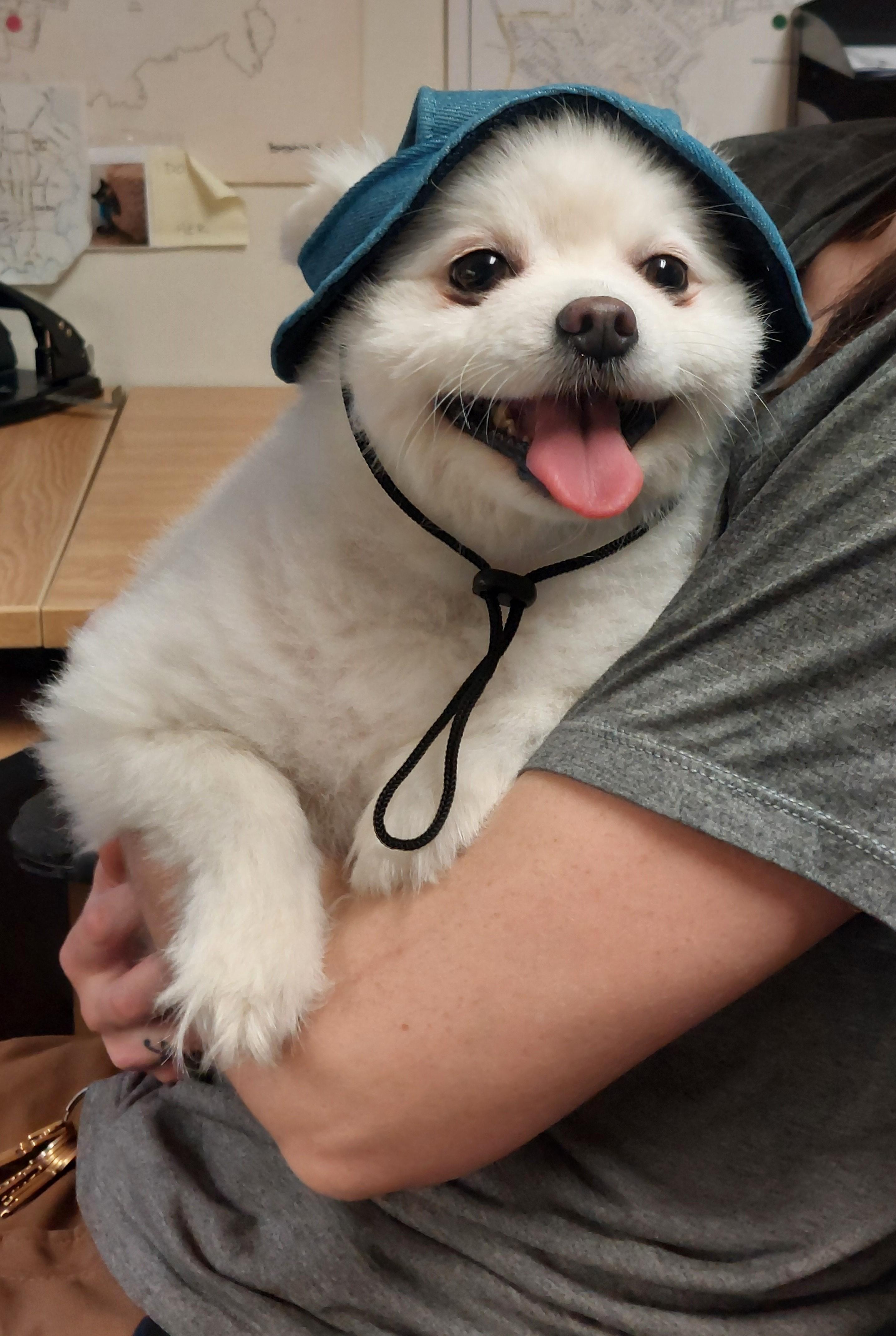 Gladys, an adopted mixed breed in Victoria, BC image 5/6