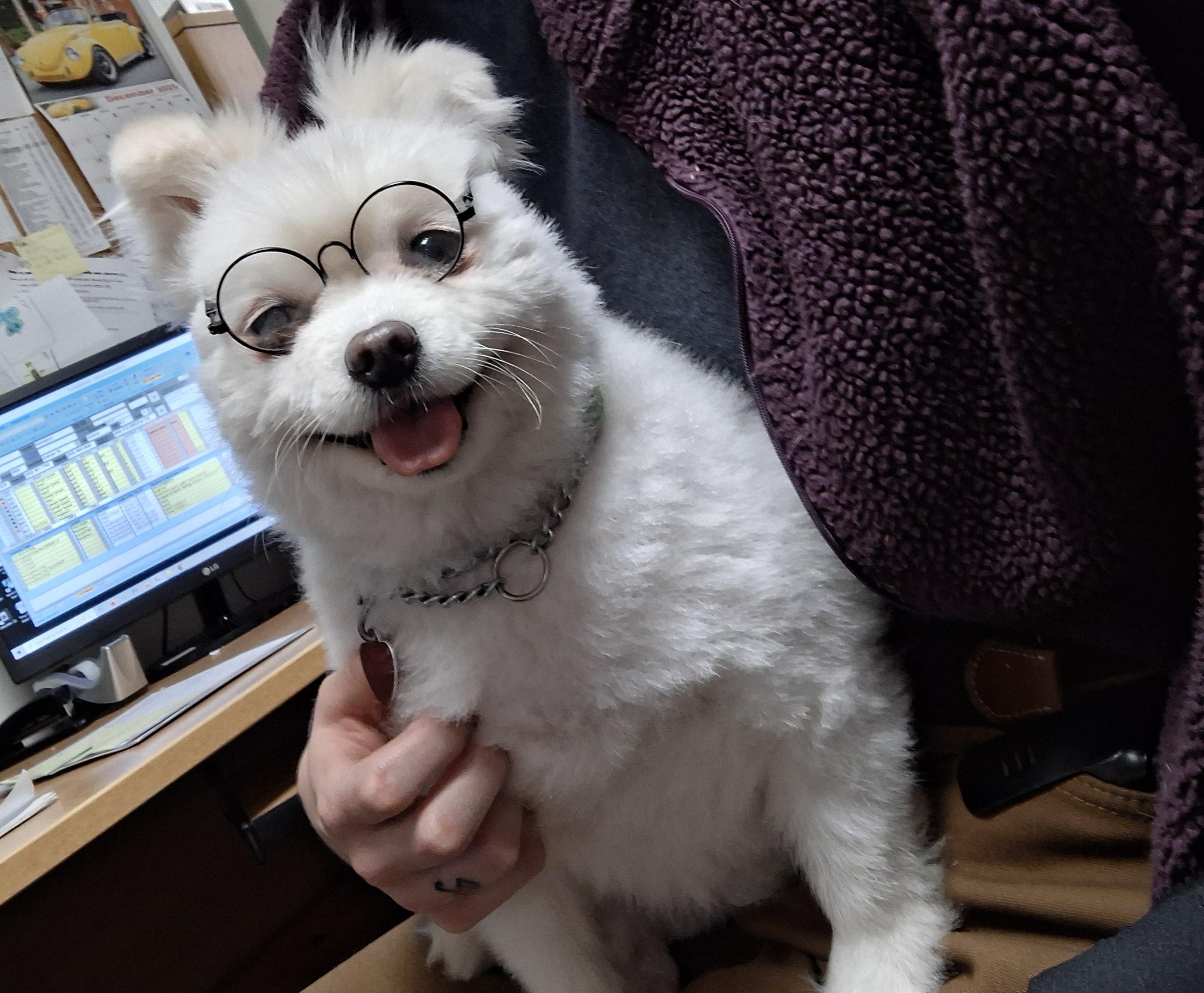 Gladys, an adopted mixed breed in Victoria, BC image 6/6