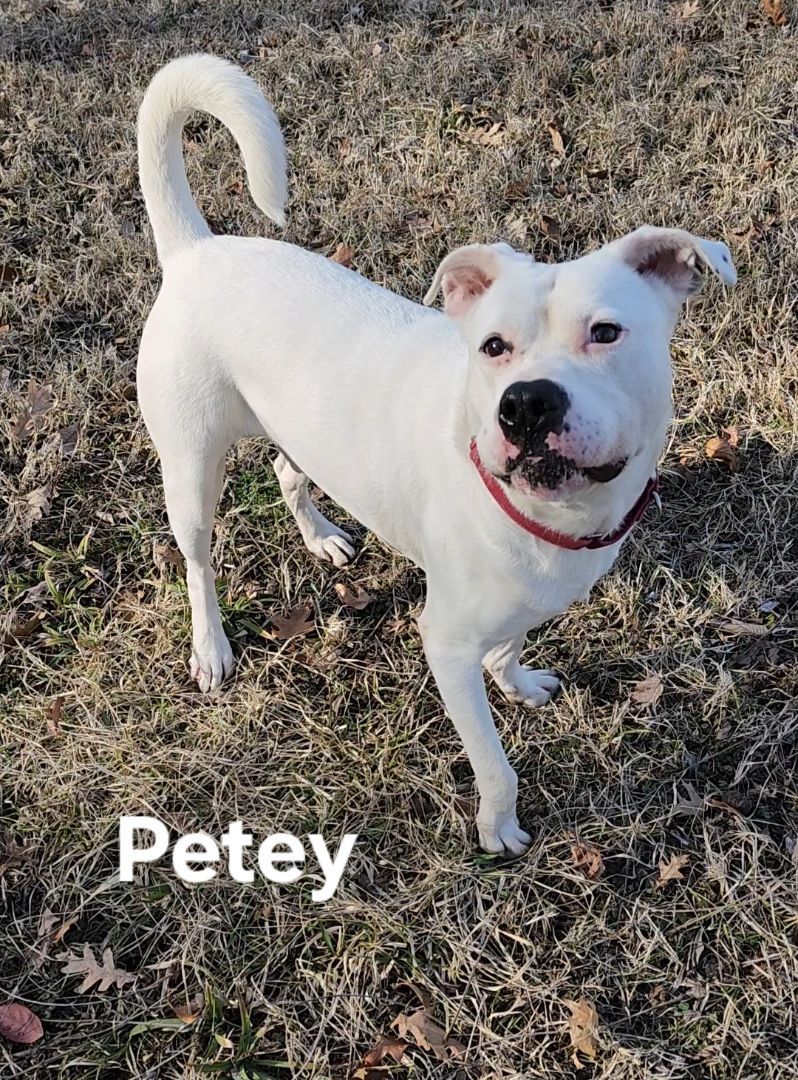 Petey 3