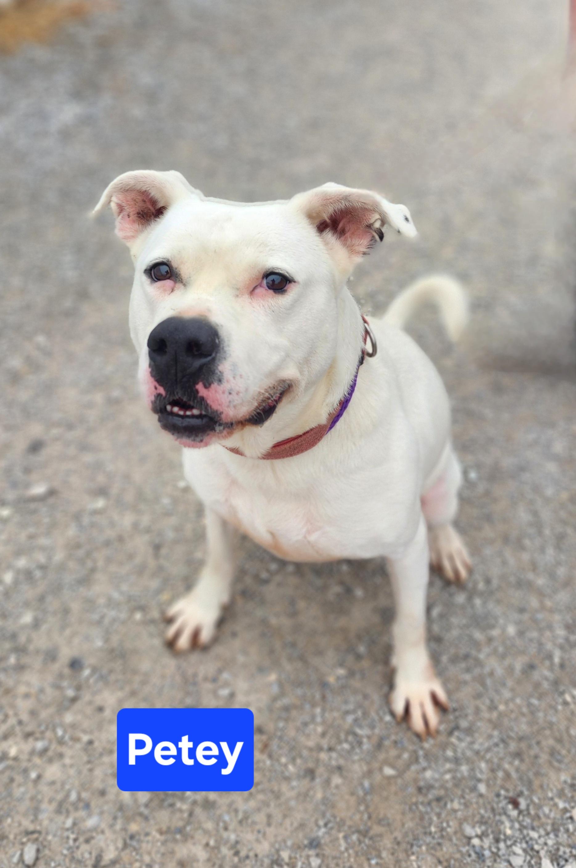 Petey, an adoptable American Bulldog in Clinton, MO, 64735 | Photo Image 2