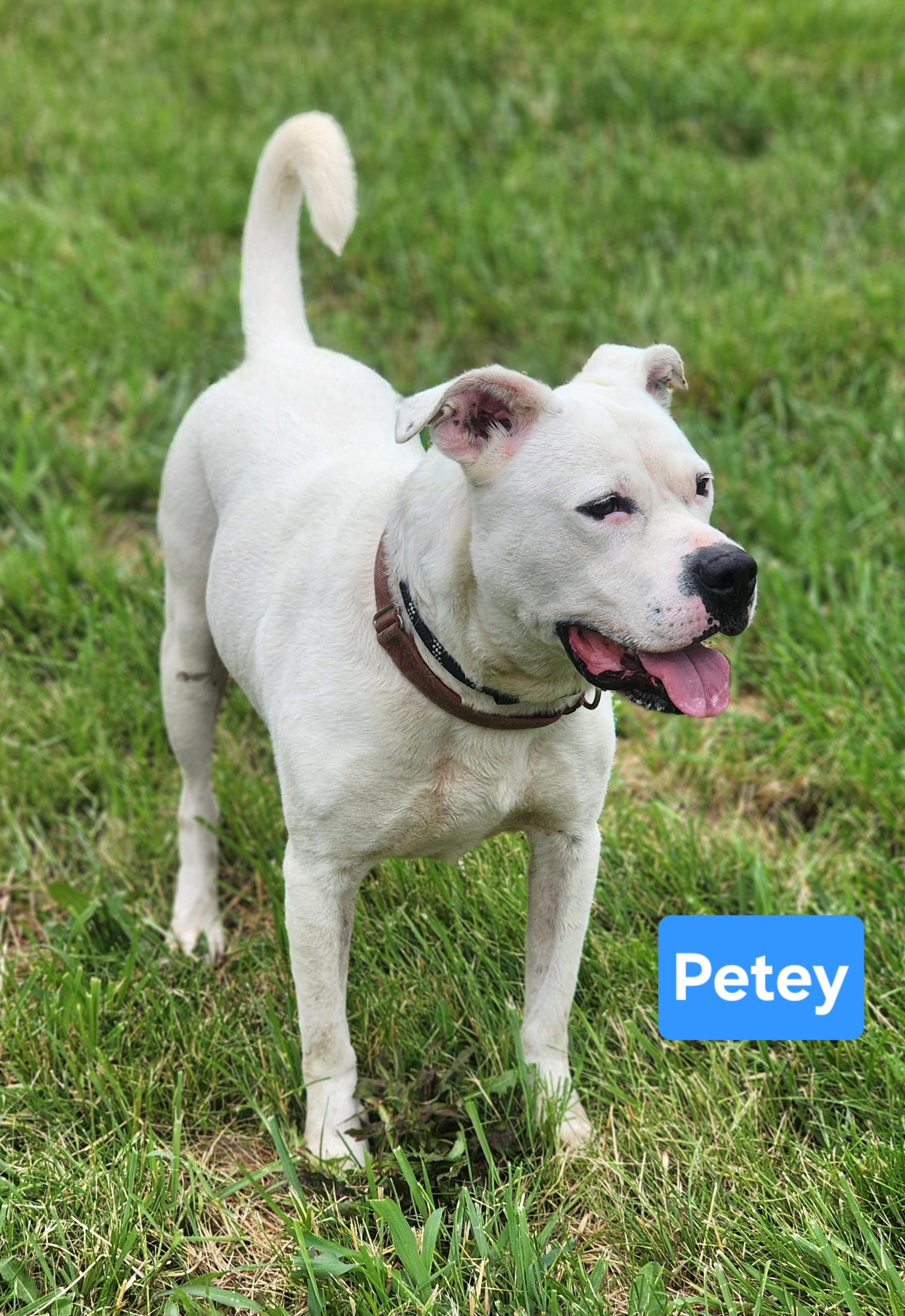 Enlarge Petey, a Adoptable mixed breed in Clinton, MO image 2/6