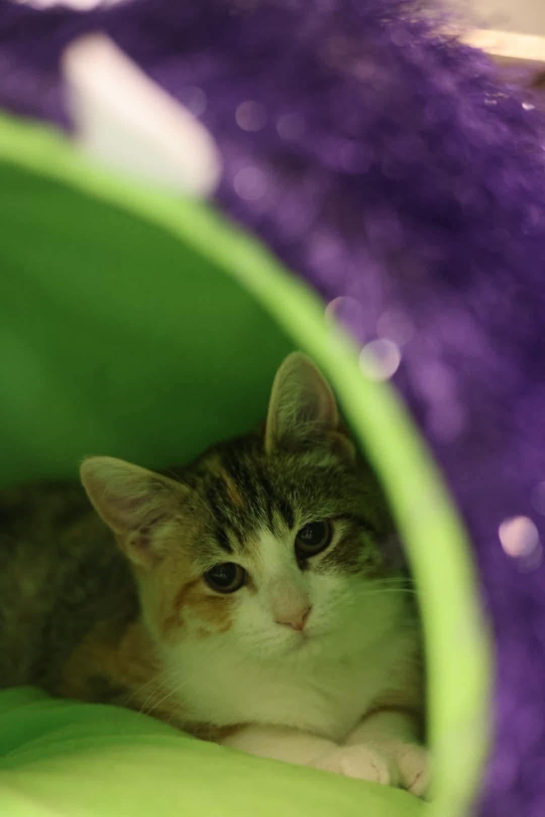 Ericka, Adoptable, Kitten Female Dilute Calico.