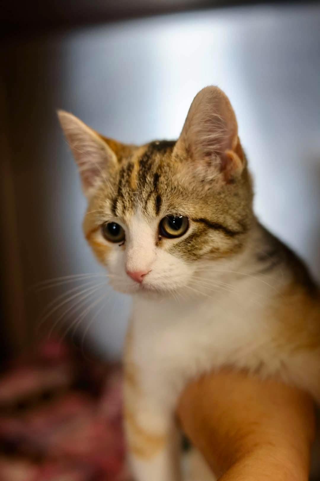 Enlarge Ericka, a Adoptable Dilute Calico in Duluth, MN image 2/3