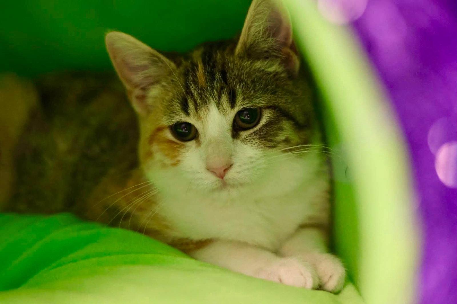 Enlarge Ericka, a Adoptable Dilute Calico in Duluth, MN image 3/3
