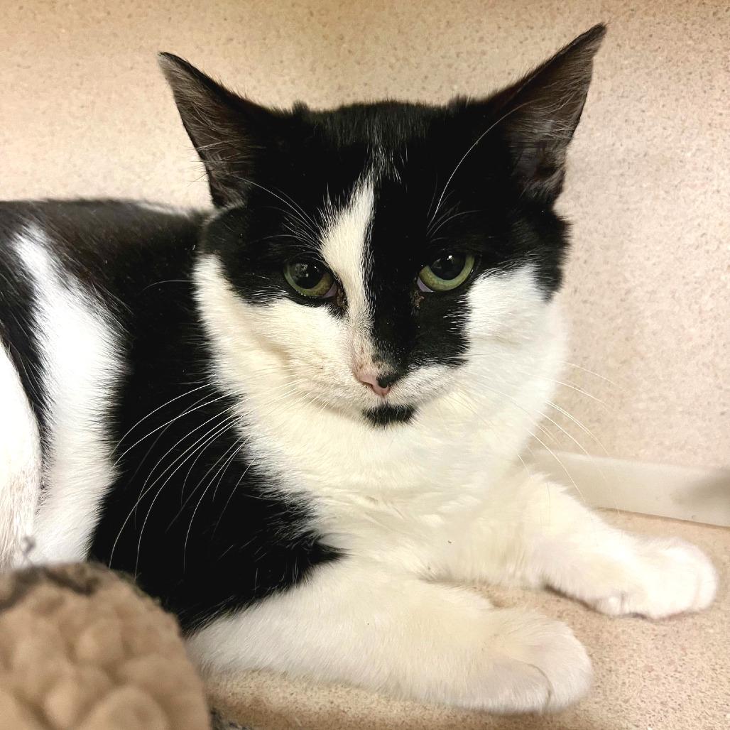 Payton, ADOPTABLE, Kitten Female Domestic Short Hair.